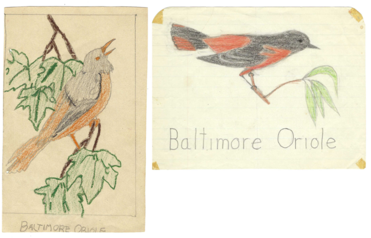 Image of Baltimore Oriole drawings