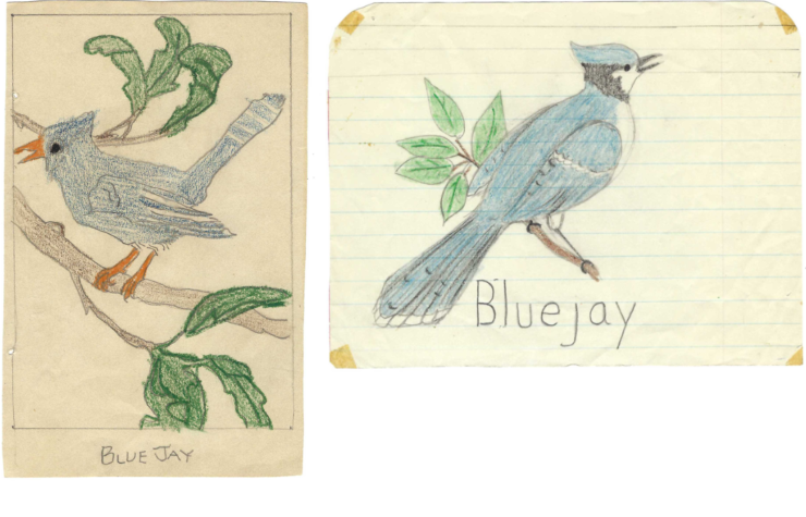 Image of bluejay drawings