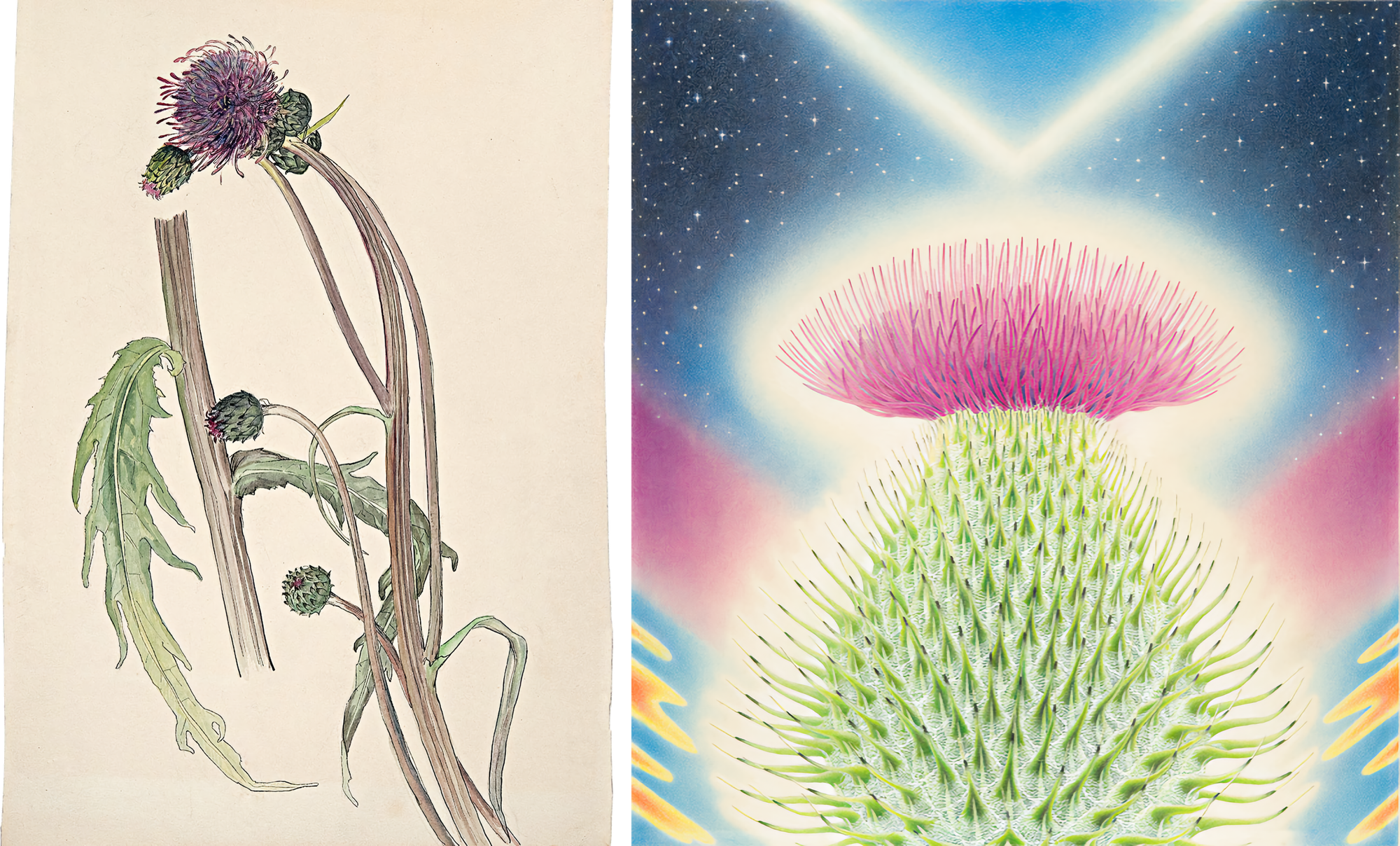 (left) Drawing of thistle flower with stems; (right) Paiting of thistle flower against background of stars.