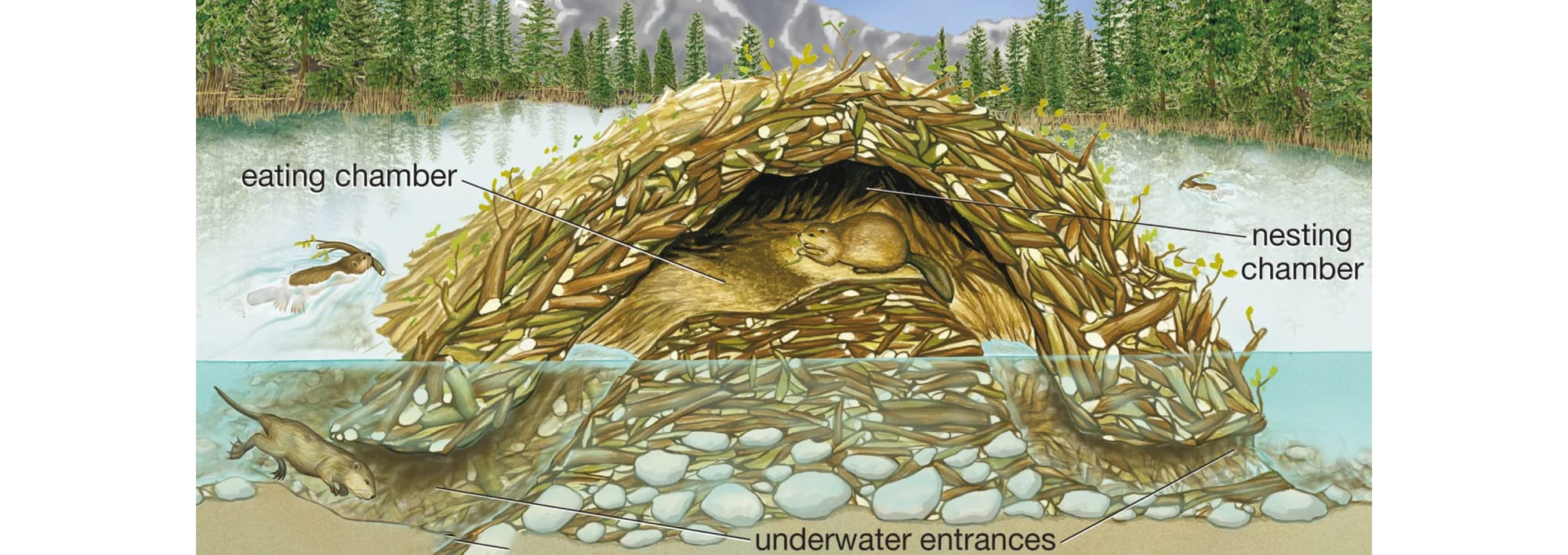 Illustration of typical beaver lodge with eating and nesting chambers above water and underwater entrances