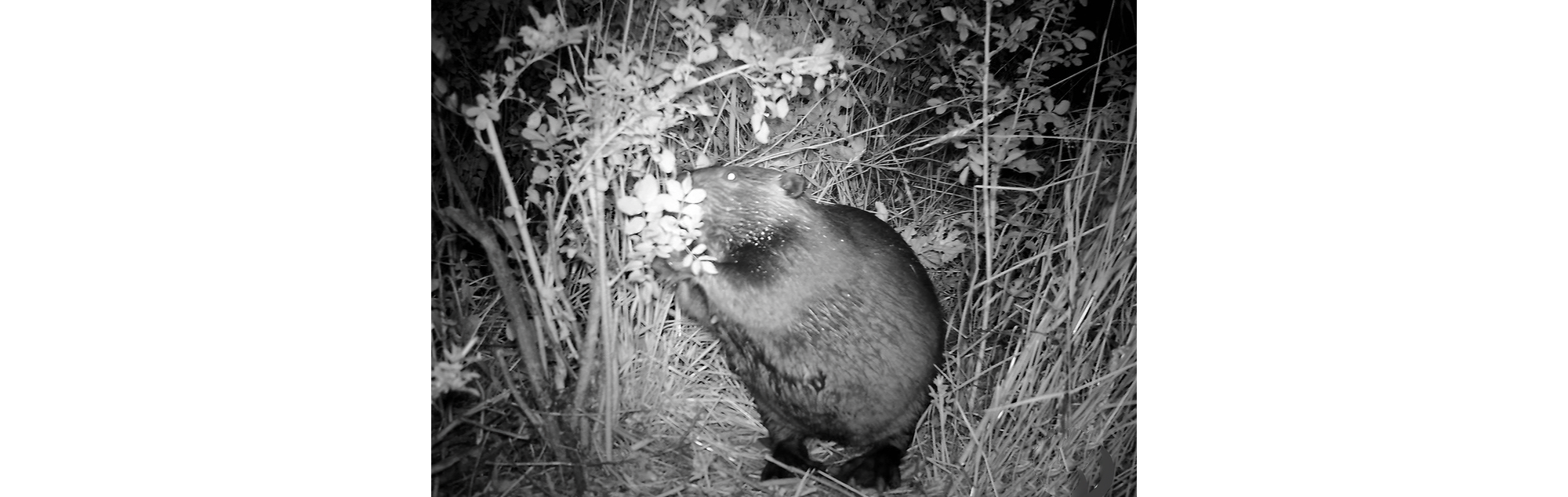 Night photo of beaver eating from a branch