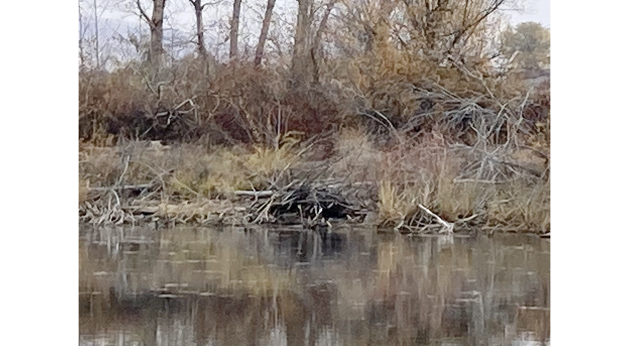 Photo of beaver lodge by pond underneath trees in autumn