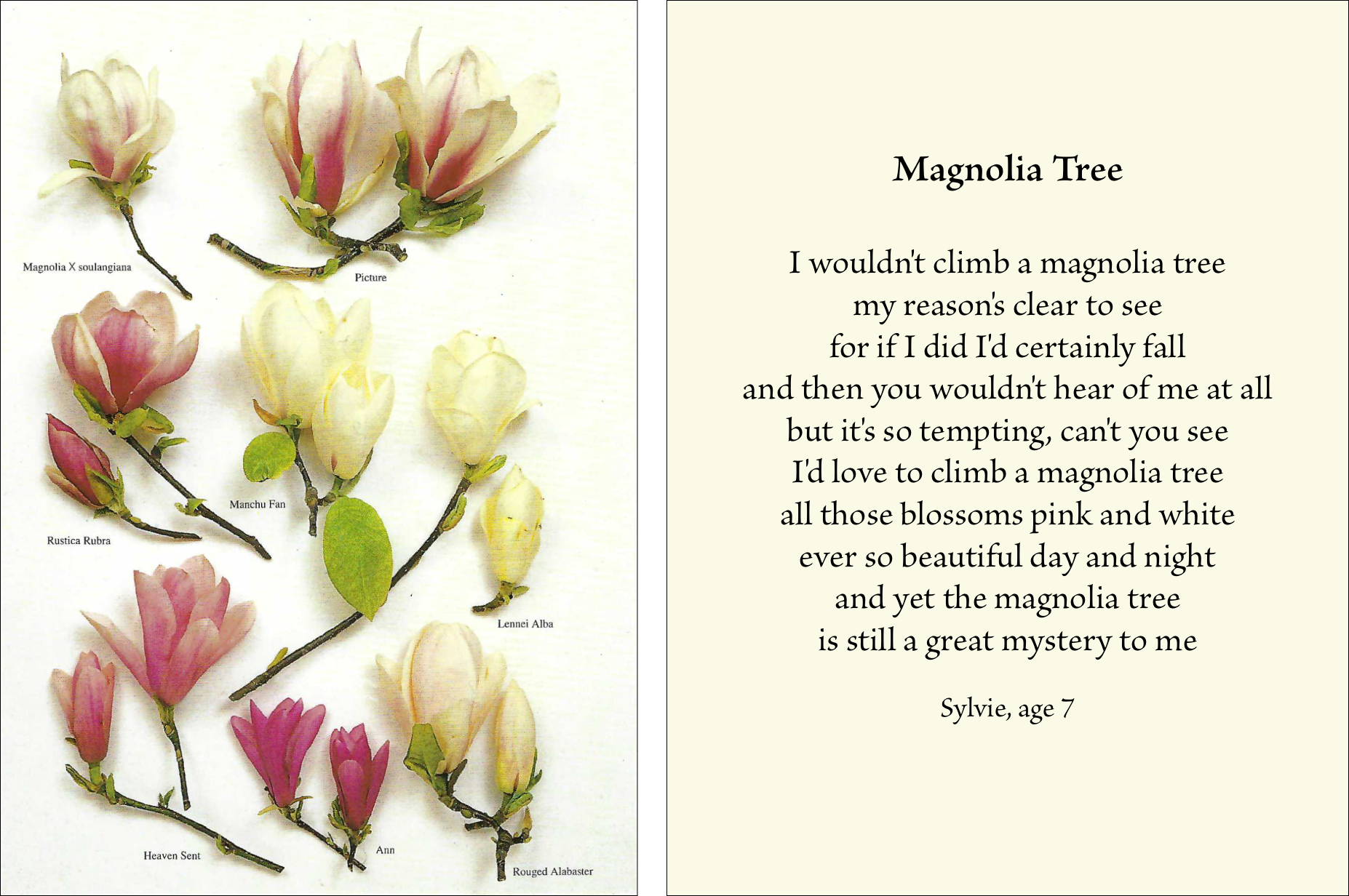Diptych image with varieties of magnolia blossoms on left and poem about a magnolia tree by a 7-year old girl on right