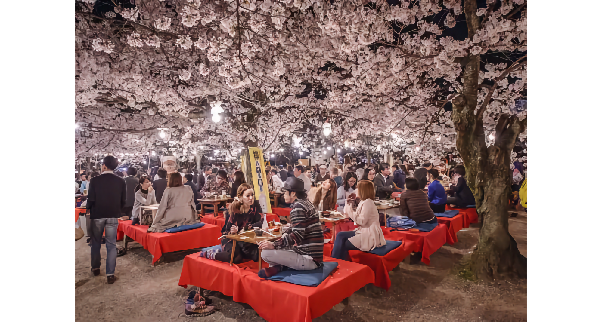 Photo of Japanese revelers sitting at low red-covered tables underneath cherry trees filled with blossoms