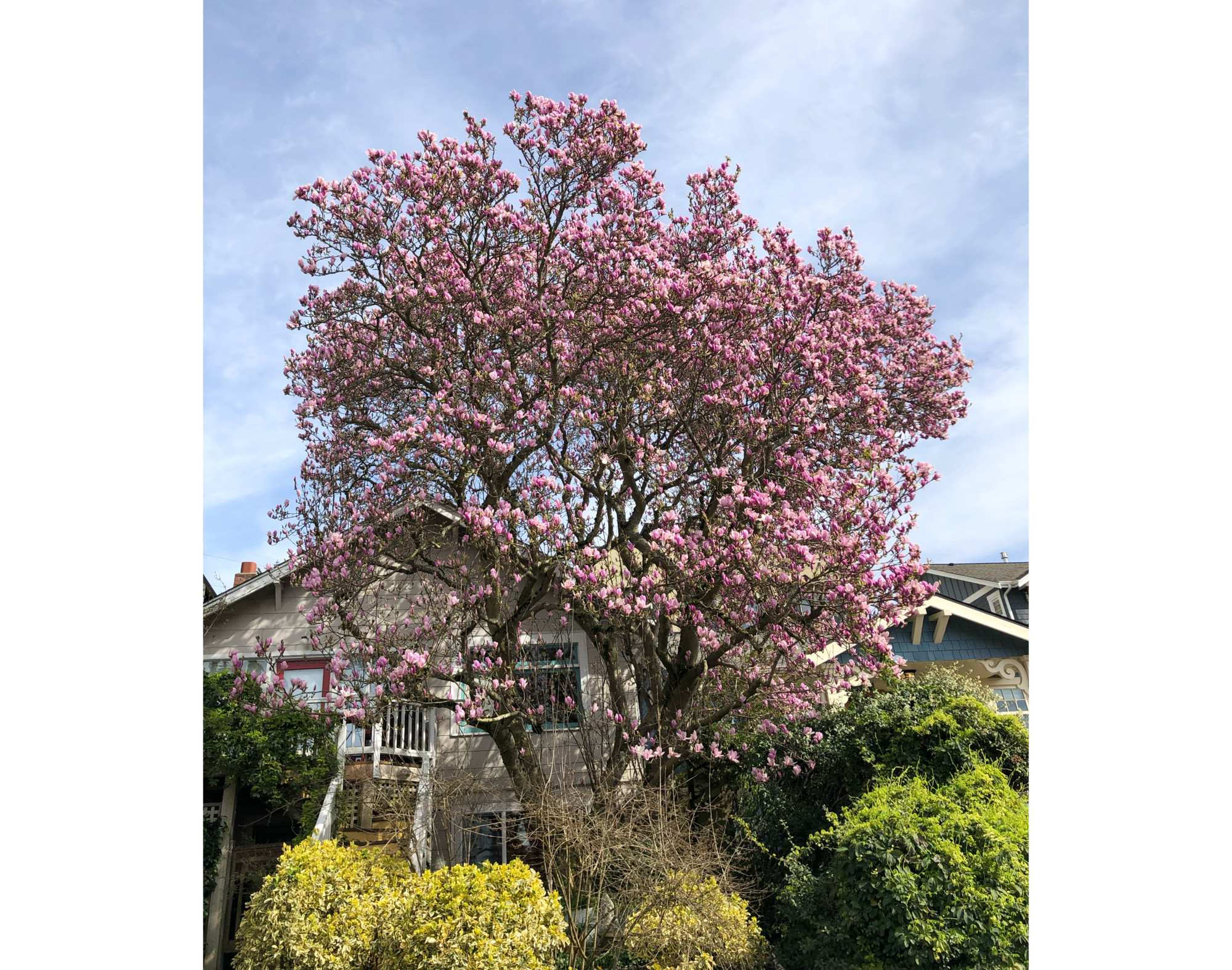 Photo of magnolia tree in full bloom in front of 2 houses, with shrubs in front