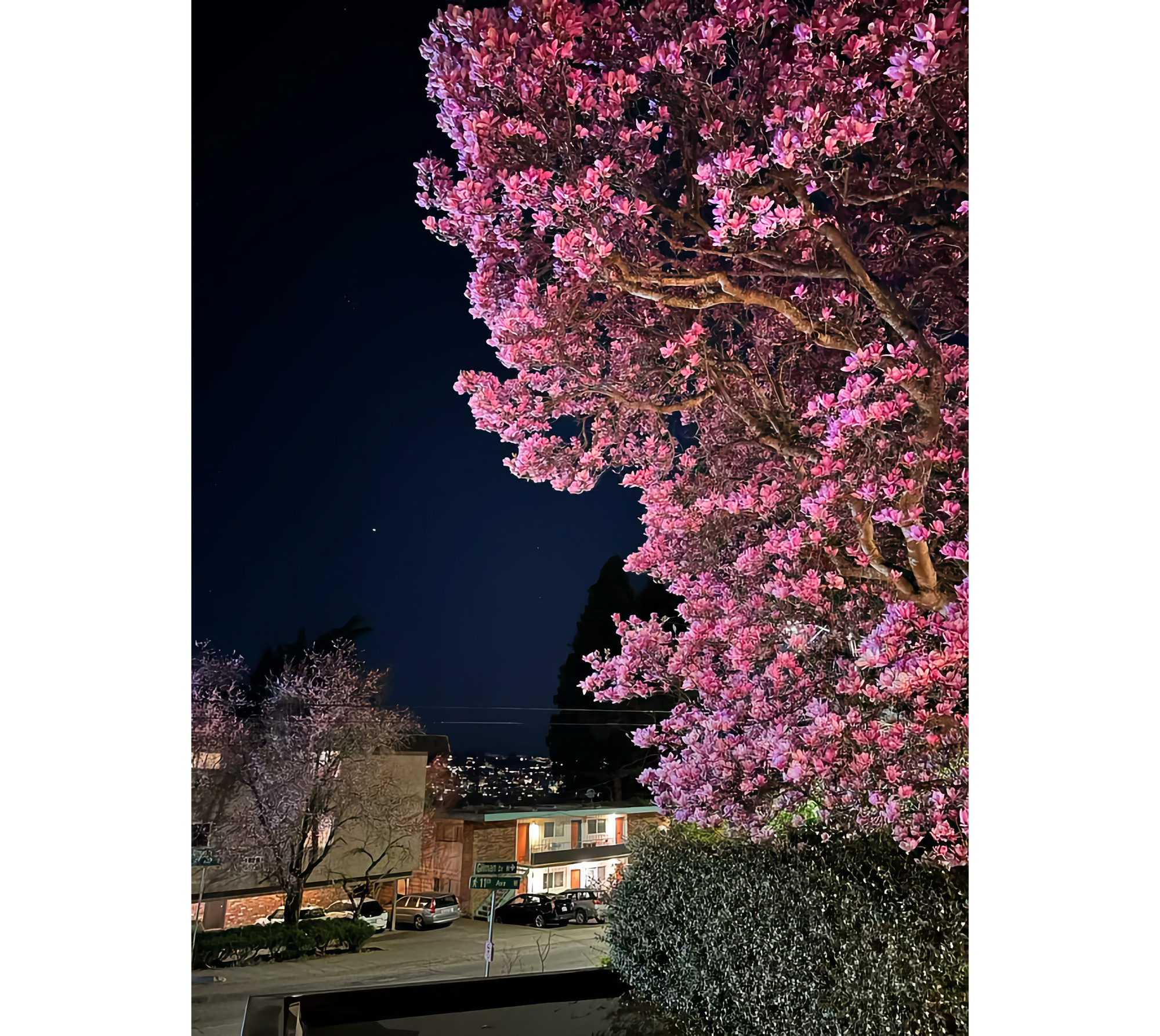 Photo of magnolia tree in full bloom at night, with Venus in the background sky