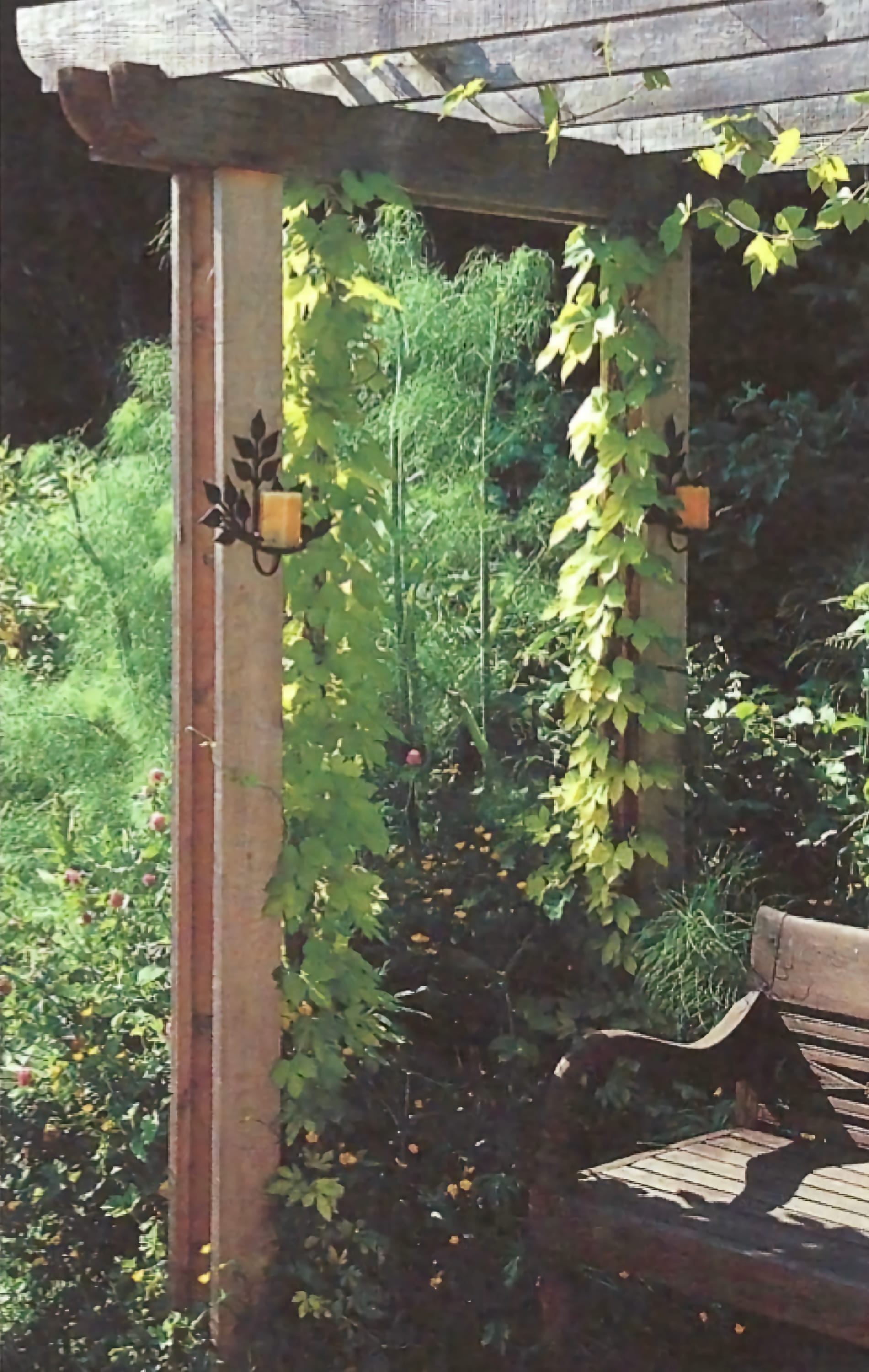 Photo of an arbor with hops growing up one of the posts.