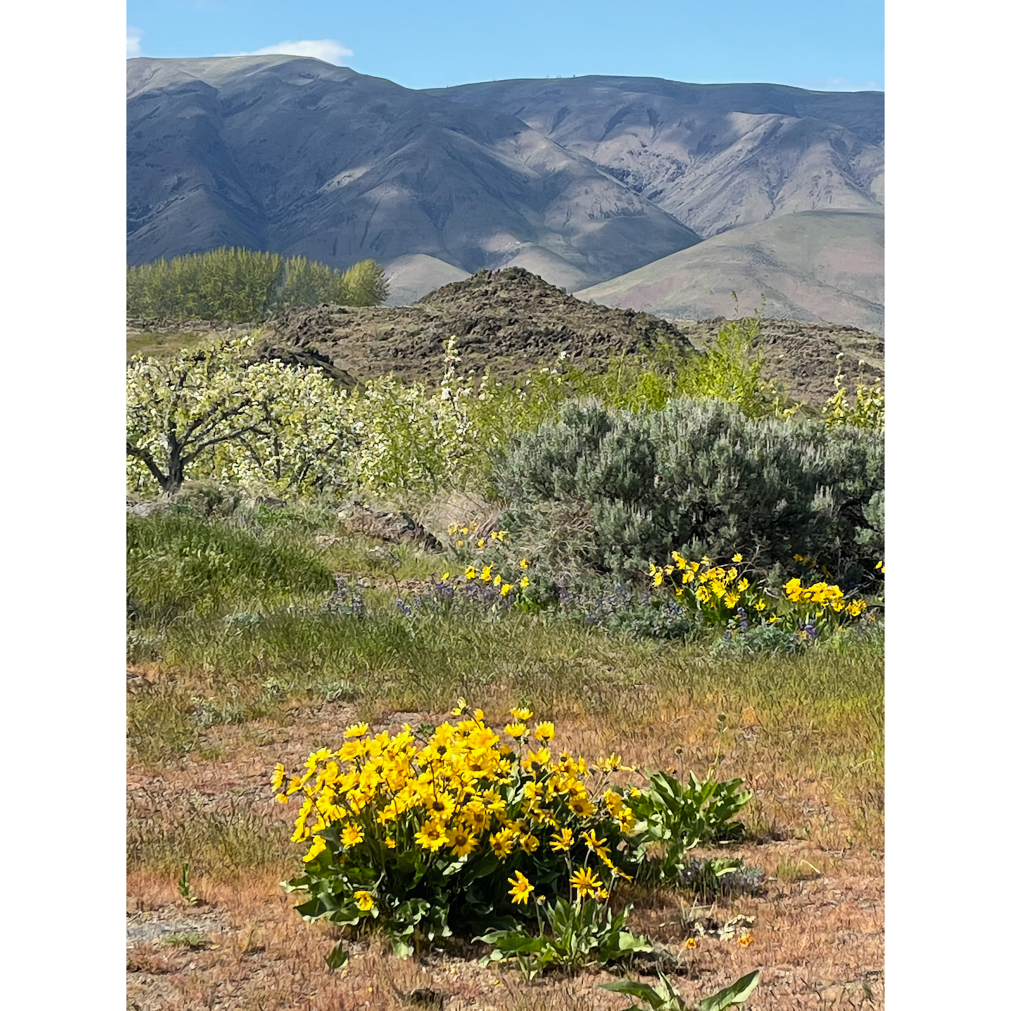 Photo of Cleman Mountain, with yellow balsamroot in foreground