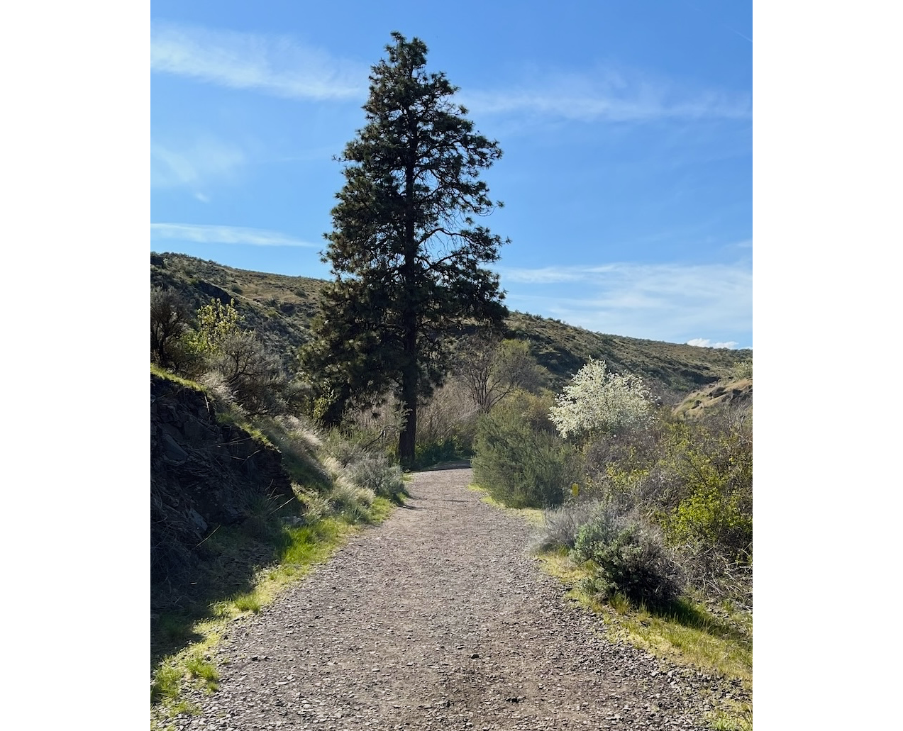 Photo of trail in canyon straight ahead, with pine tree midway on left, and white serviceberry tree on right