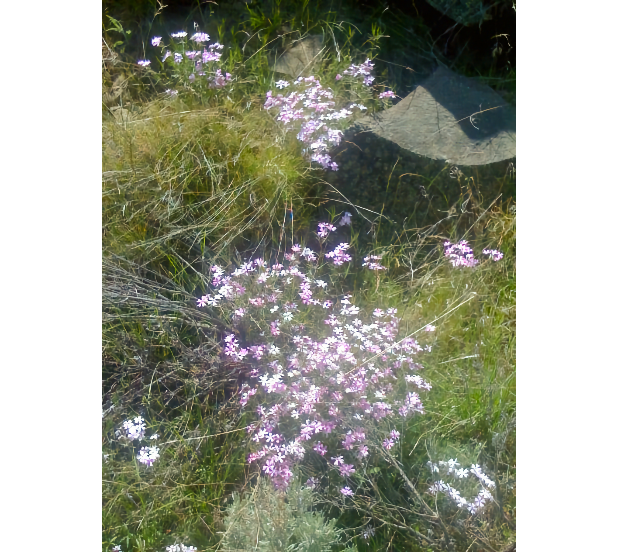 Photo of small purple flowers in foreground, with grey basalt rock in upper right, all against grass