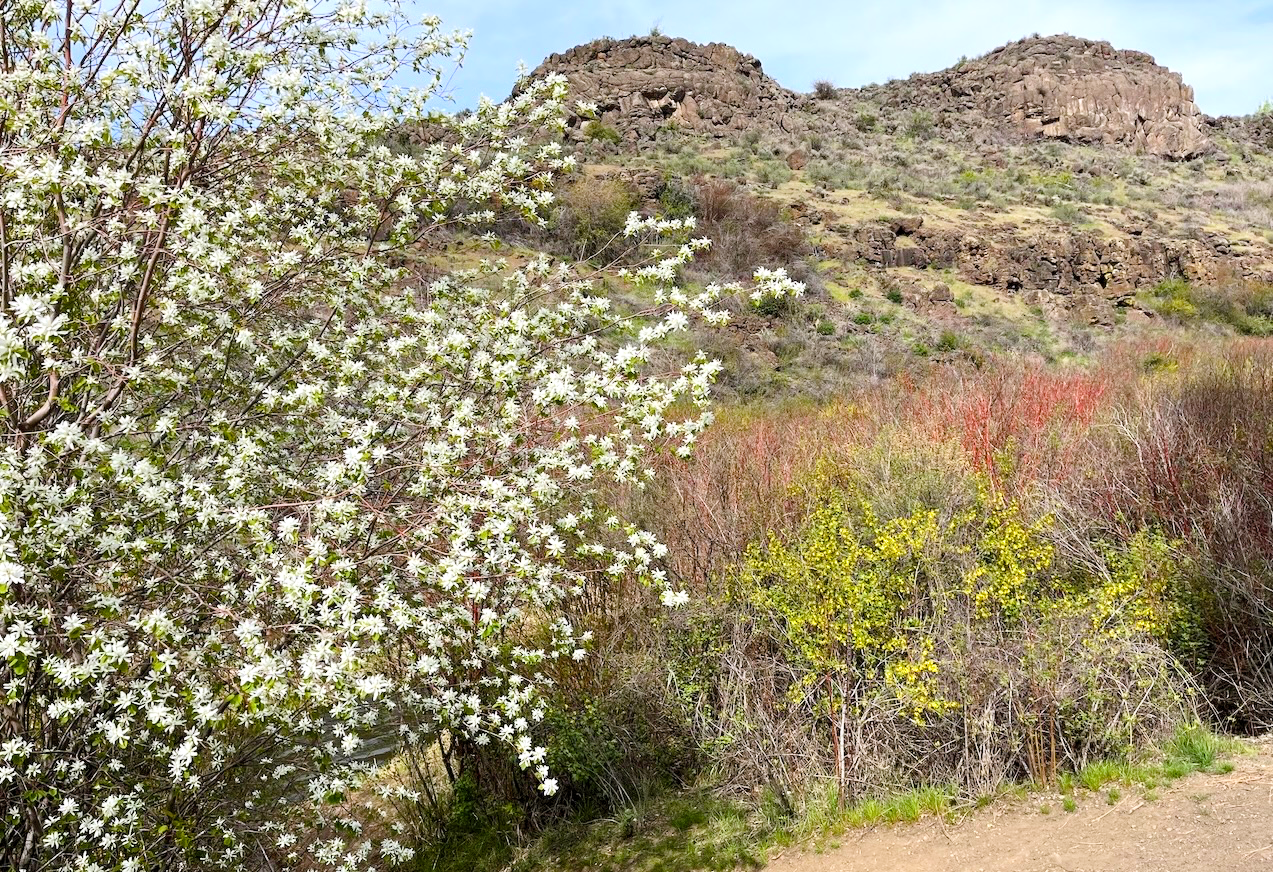Photo of white serviceberry tree in foreground, with red osier dogwood in middle, and buttes in background
