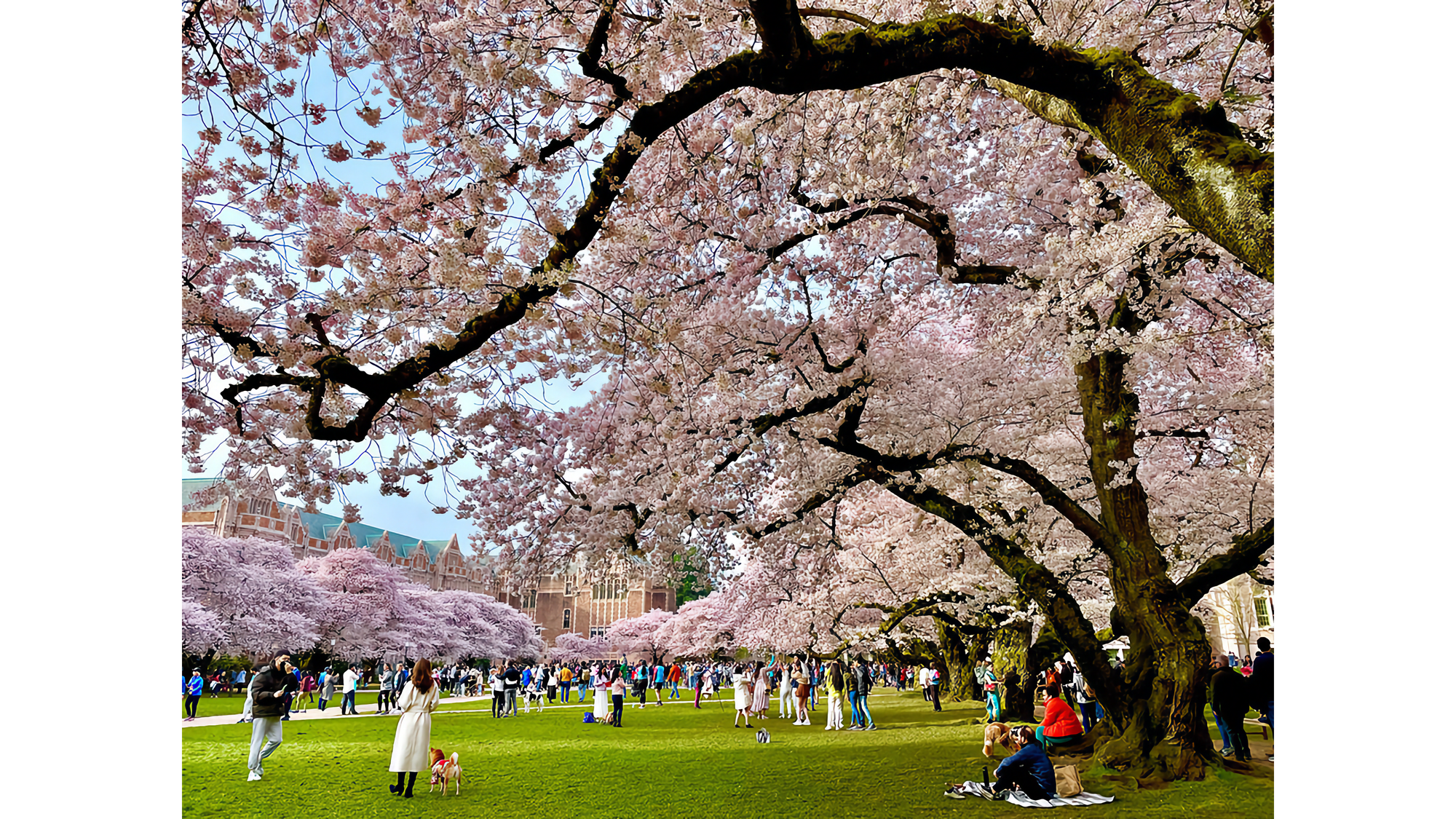 Photo of people under large cherry trees in blossom on green quadrangle.