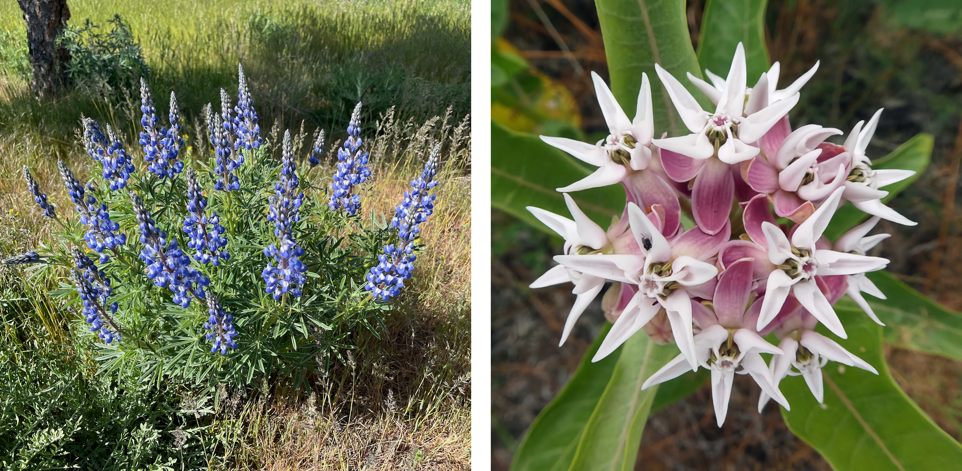 Two-photo montage, with purple-blue lupines on left and white and rose milkweed on right