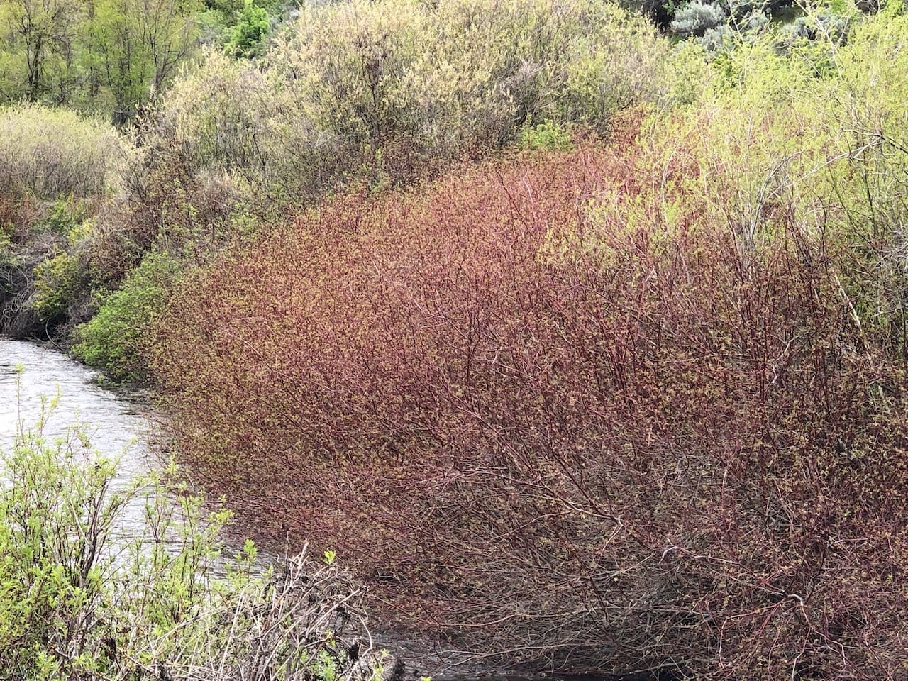 Photo of creek at lower left, with red osier dogwood in center, and other green shrubs and trees in back
