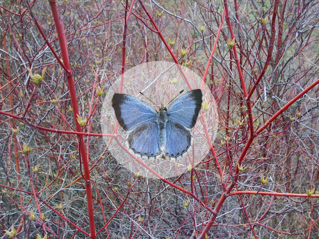 Photo montage of blue butterfly highlighted within stand of red osier dogwood branches