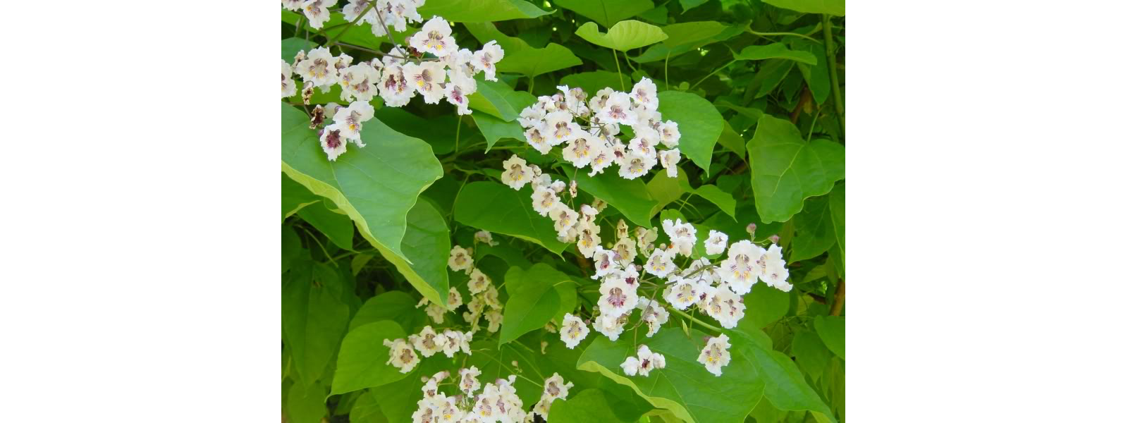 Closeup of catalpa flowers—small, white blossoms with reddish interior against green leaves
