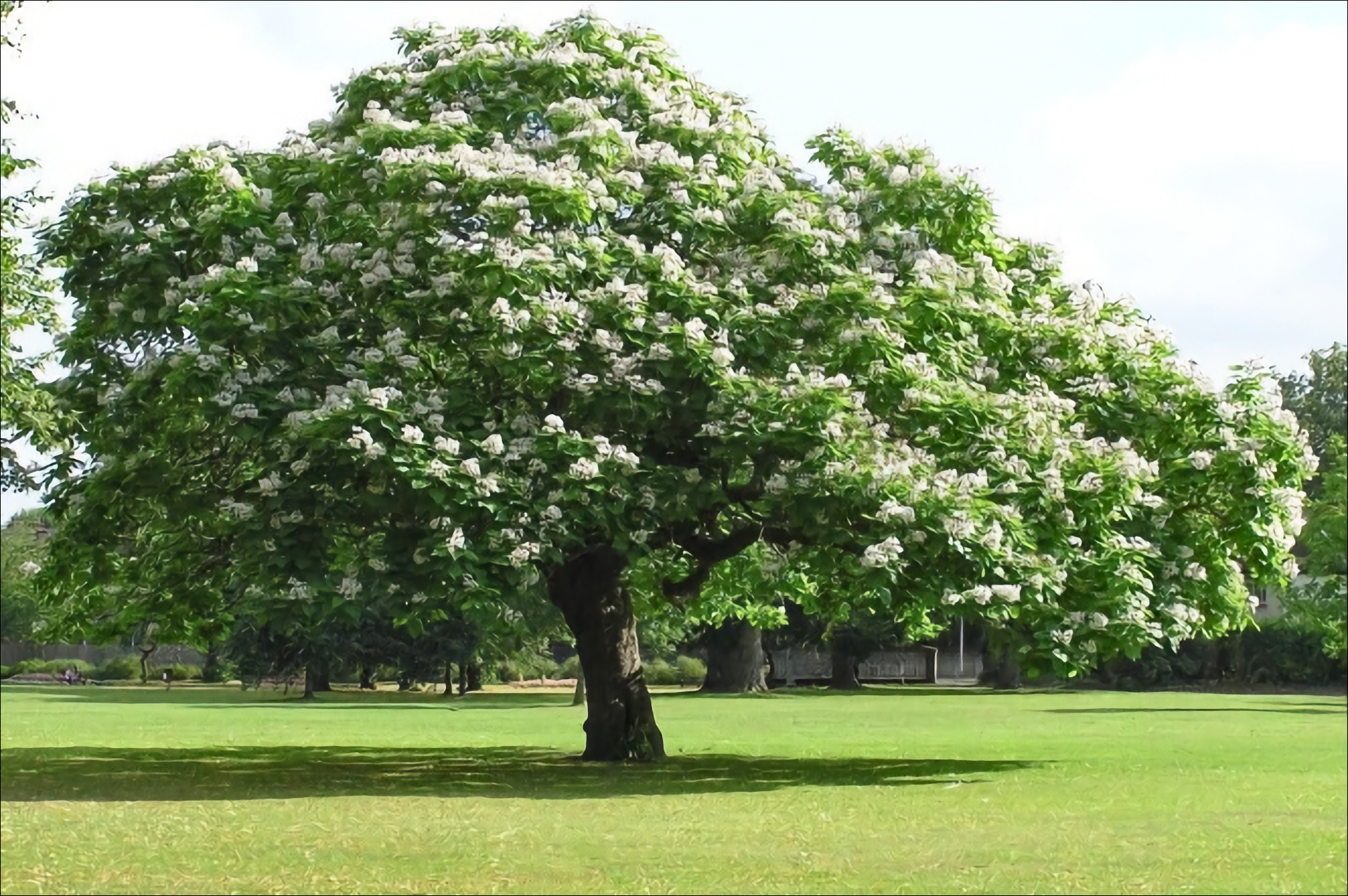 Photo of catalpa tree, with wide branches with blooming flowers, in grassy area