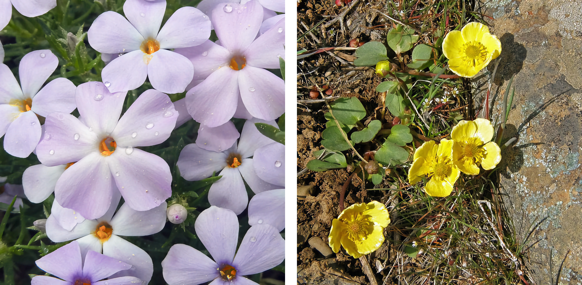 Two-photo montage, with close-up of 5- petaled purple flowers on left, and 4 small 4-petaled yellow flowers on right.