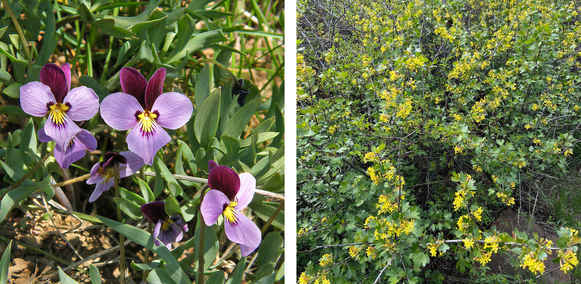 Two-photo montage, with e small violets on left, and a green shrub with yellow blossoms on right.