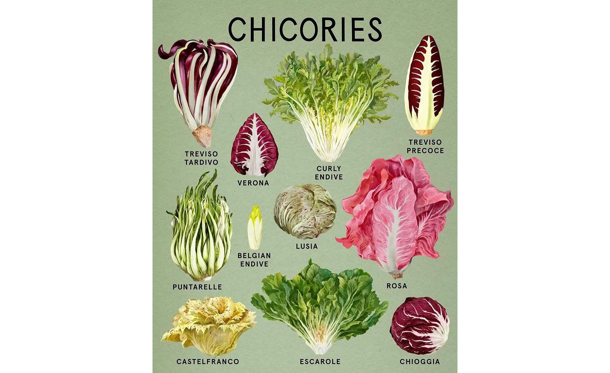 Image of poster of various chicory plants, on a green background