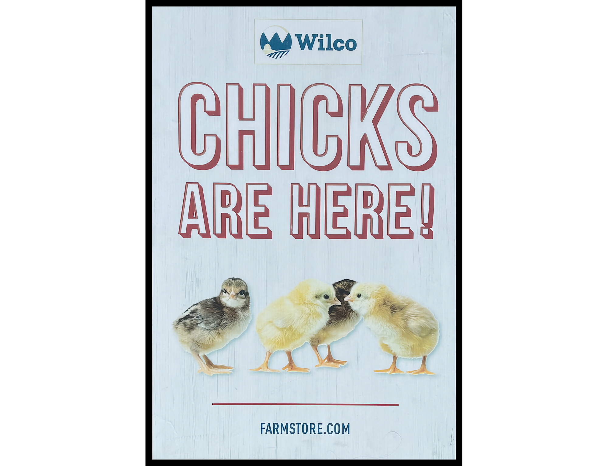 Poster board "Chicks Are Here!" with 4 chicks at bottom