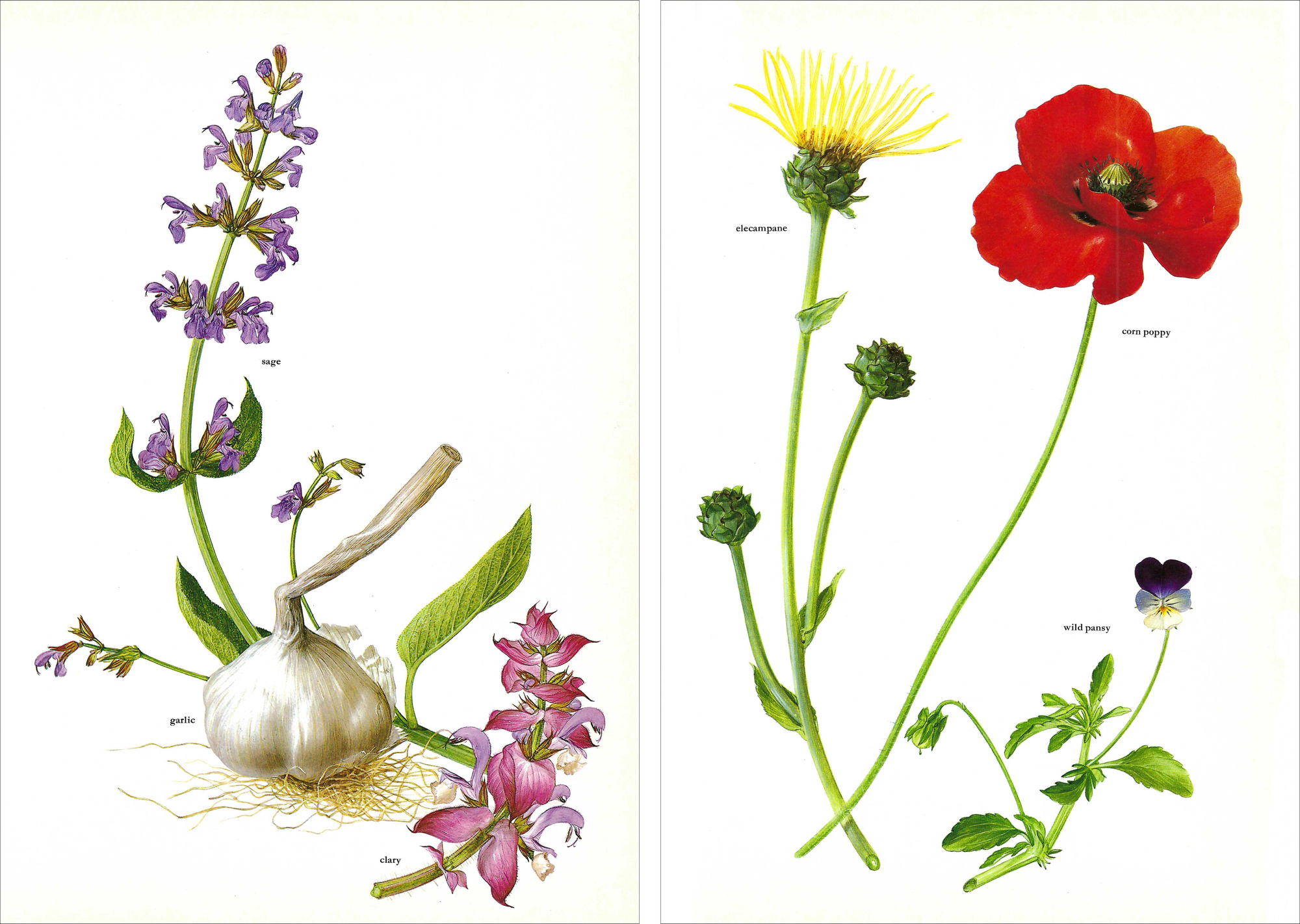 Image of two paintings. On left, a purple sage sprig has a garlic bulb at its bottom, and mauve clary to the lower right; on the right, 3 flower blossoms on their stems: yellow elecampane, red corn poppy, and deep purple pansy