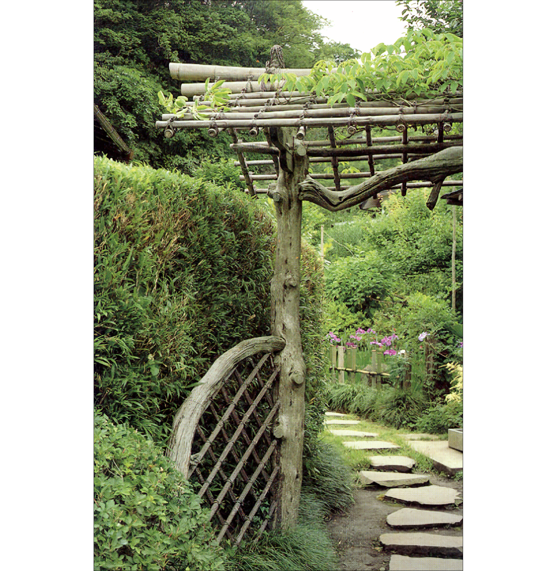 Photo of a wooden pergola above a curving stone path, with tall green shrubs on either side