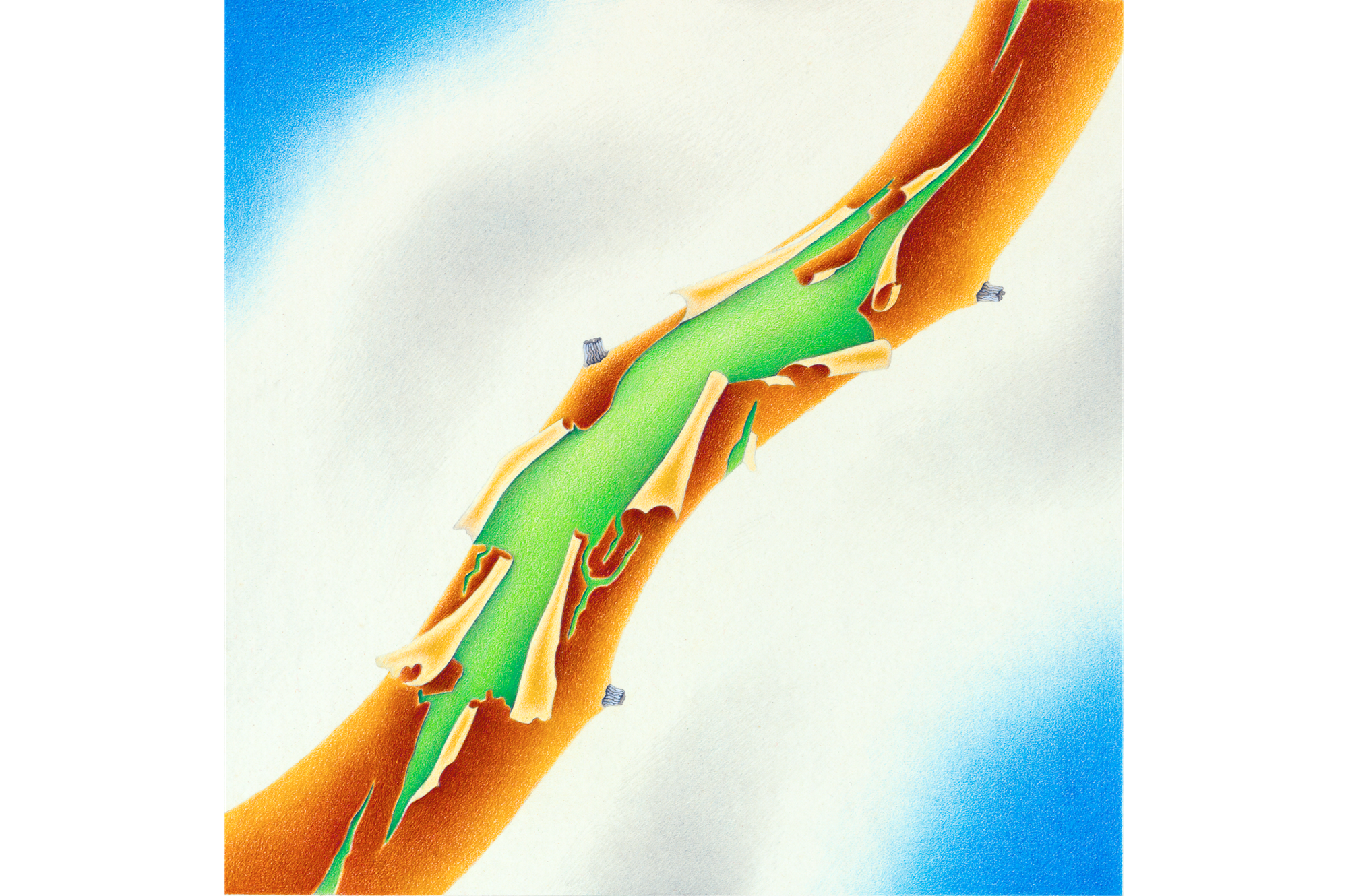 Painting of madrona tree branch, with bark peeling to show green cambium layer.