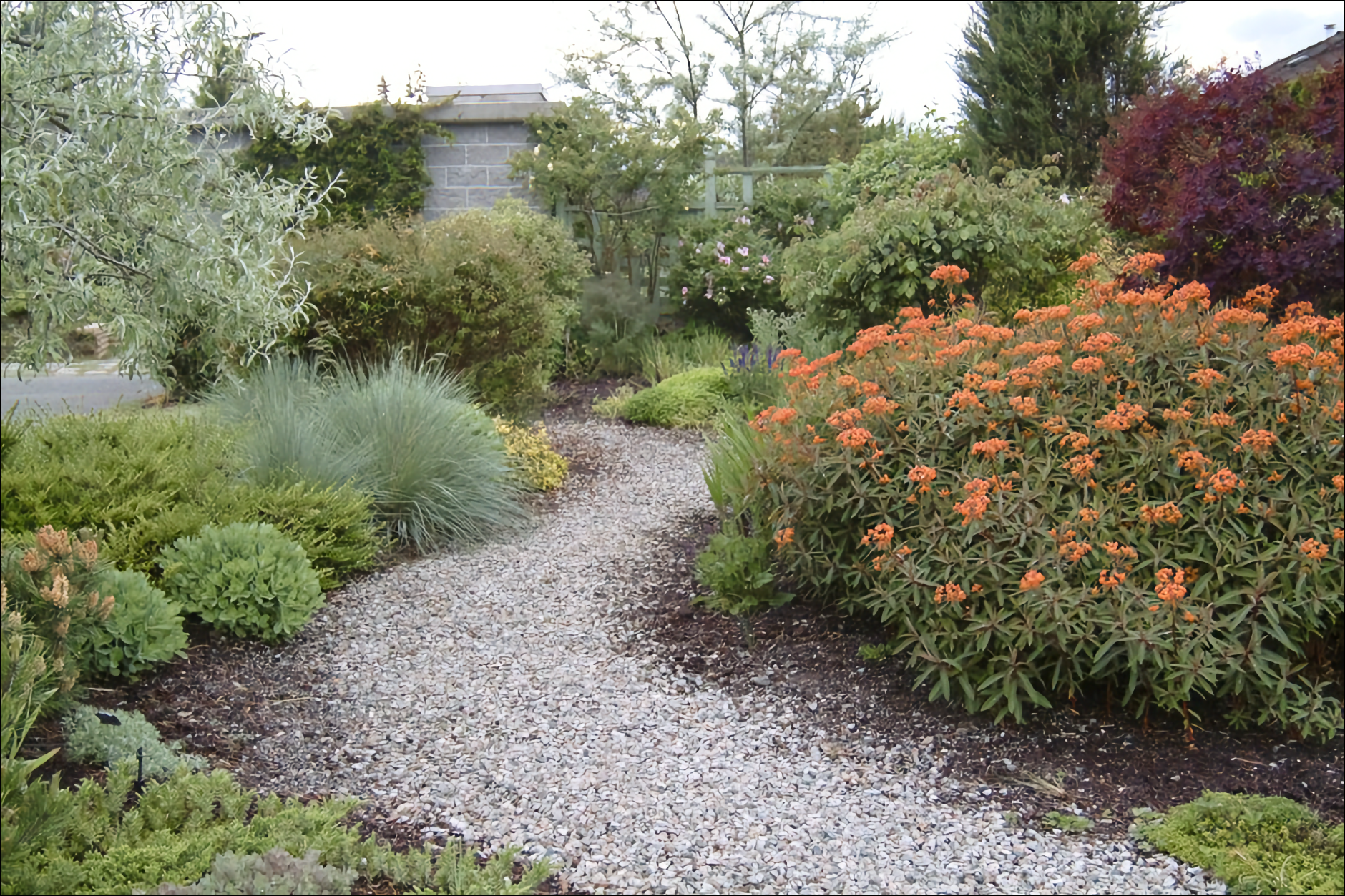 Photo of a winding (L-R-L) gravel pathway, with with low green plantings to the left and orange flowers on the right