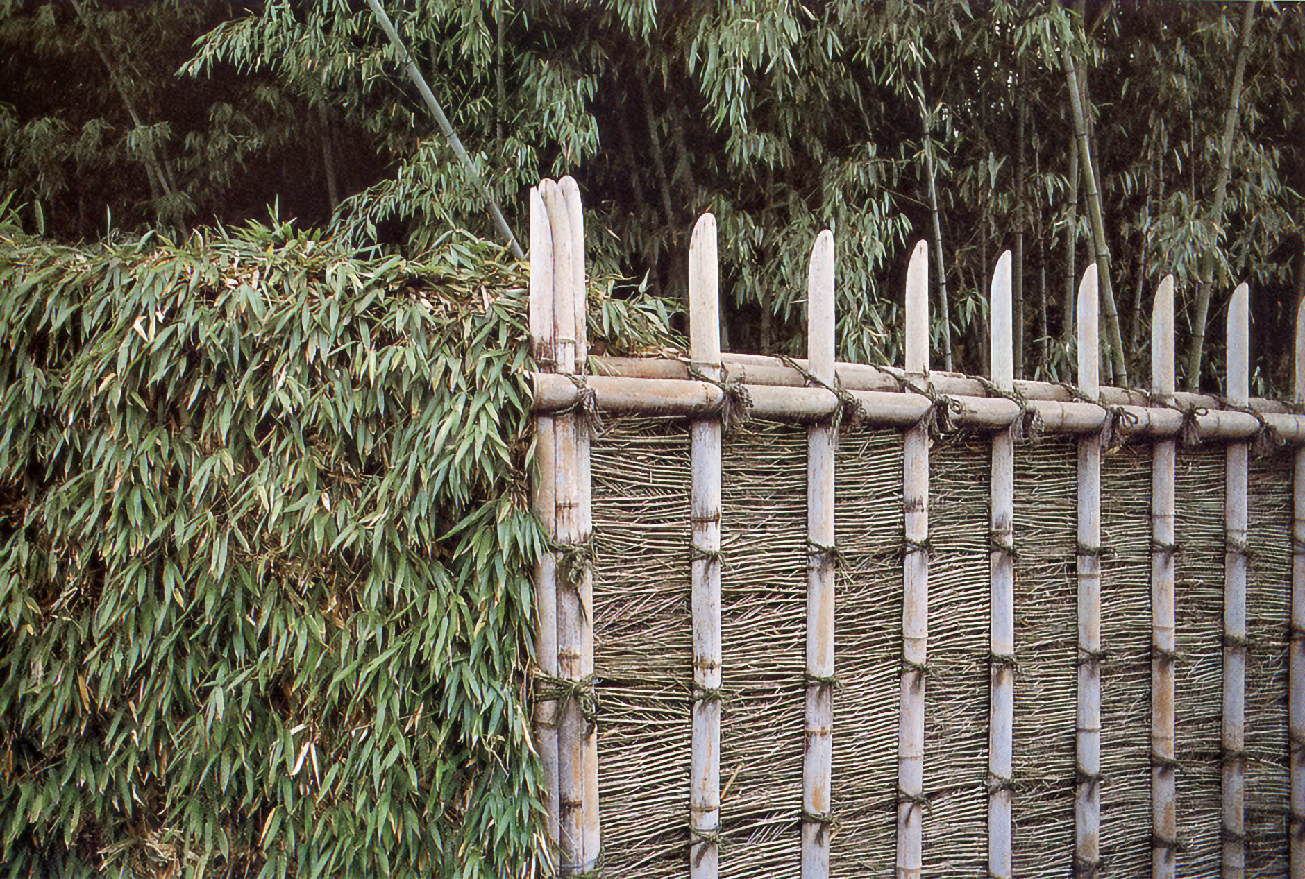 Photo of a bamboo frame with willow screening meets living bamboo spilling over the corner intersection.