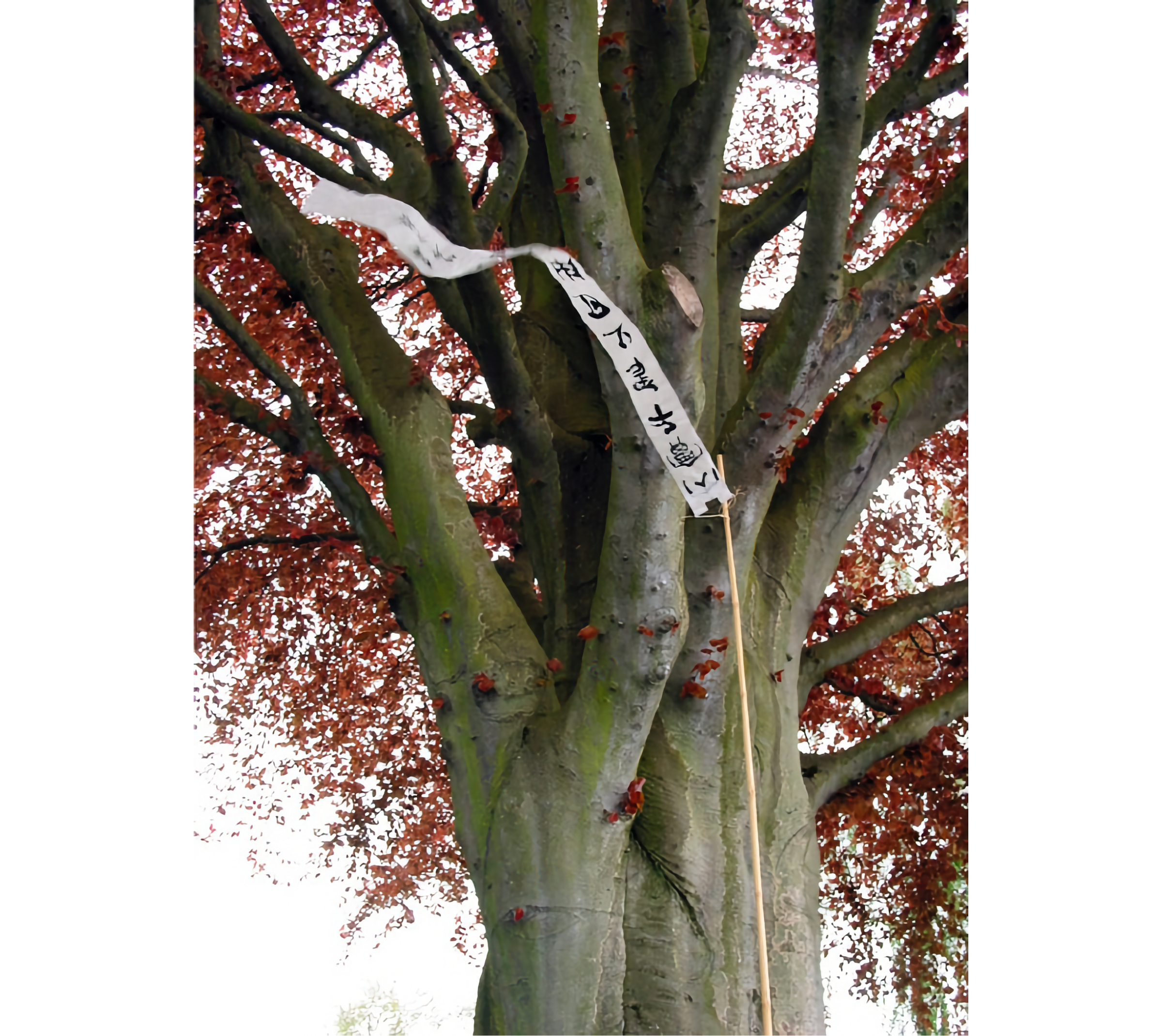 Photo of large grey beech tree with red leaves, and a white banner with Chinese writing