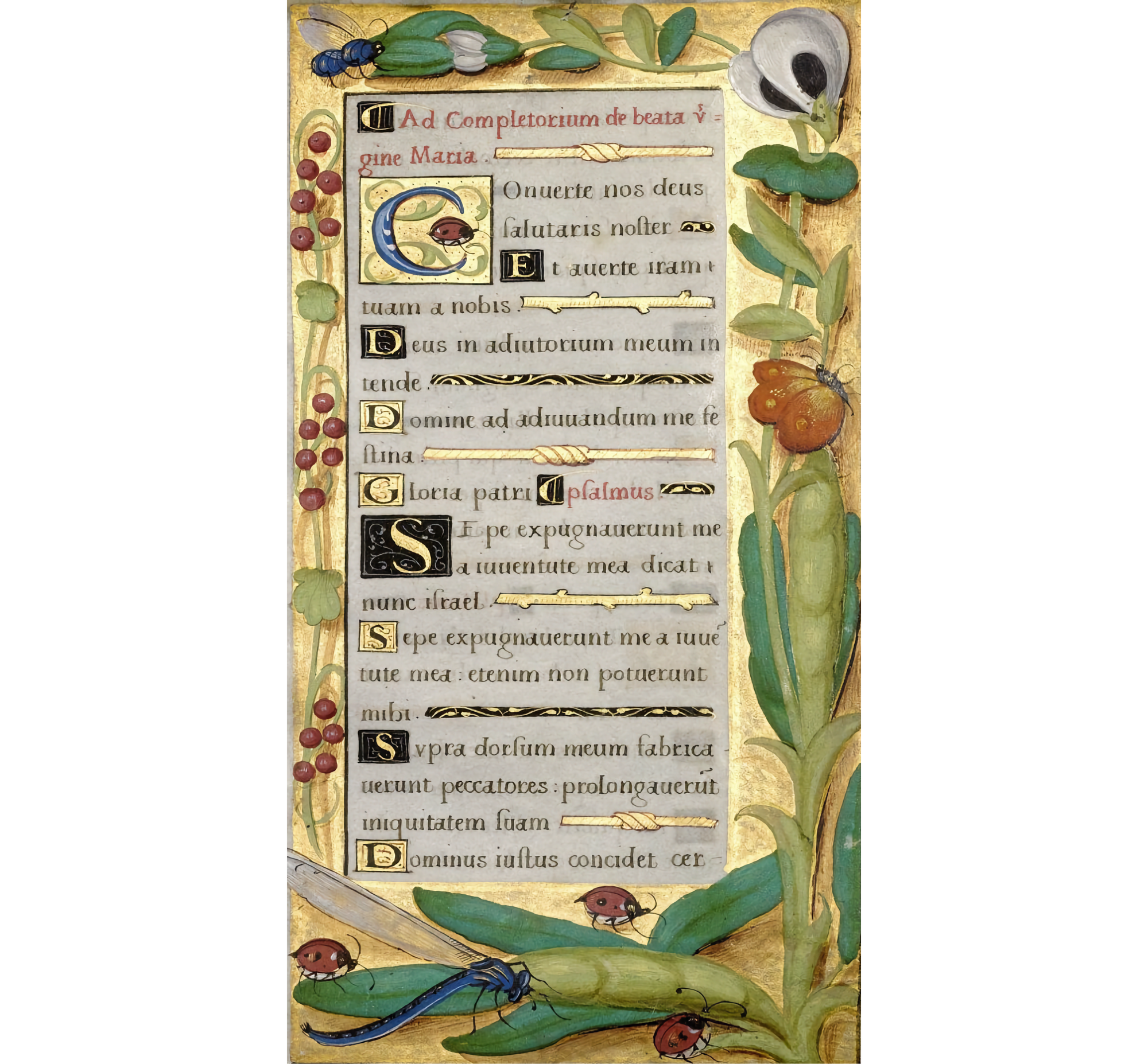 Image of gold illuminated manuscript with flowers and insects surrounding a grey box of Latin script