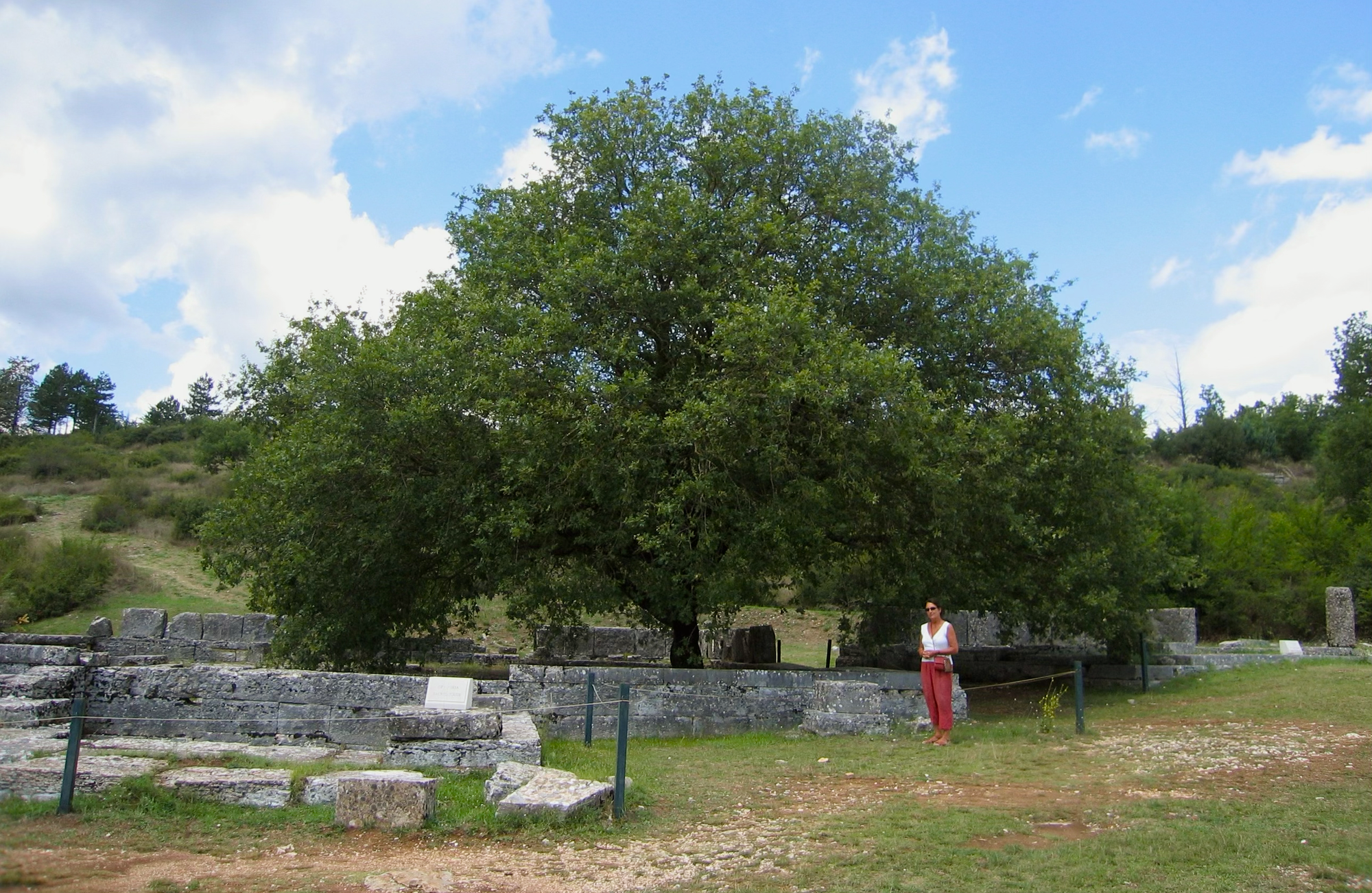 Photo of large oak tree surrounded by low stone wall, with Sandra standing in front right