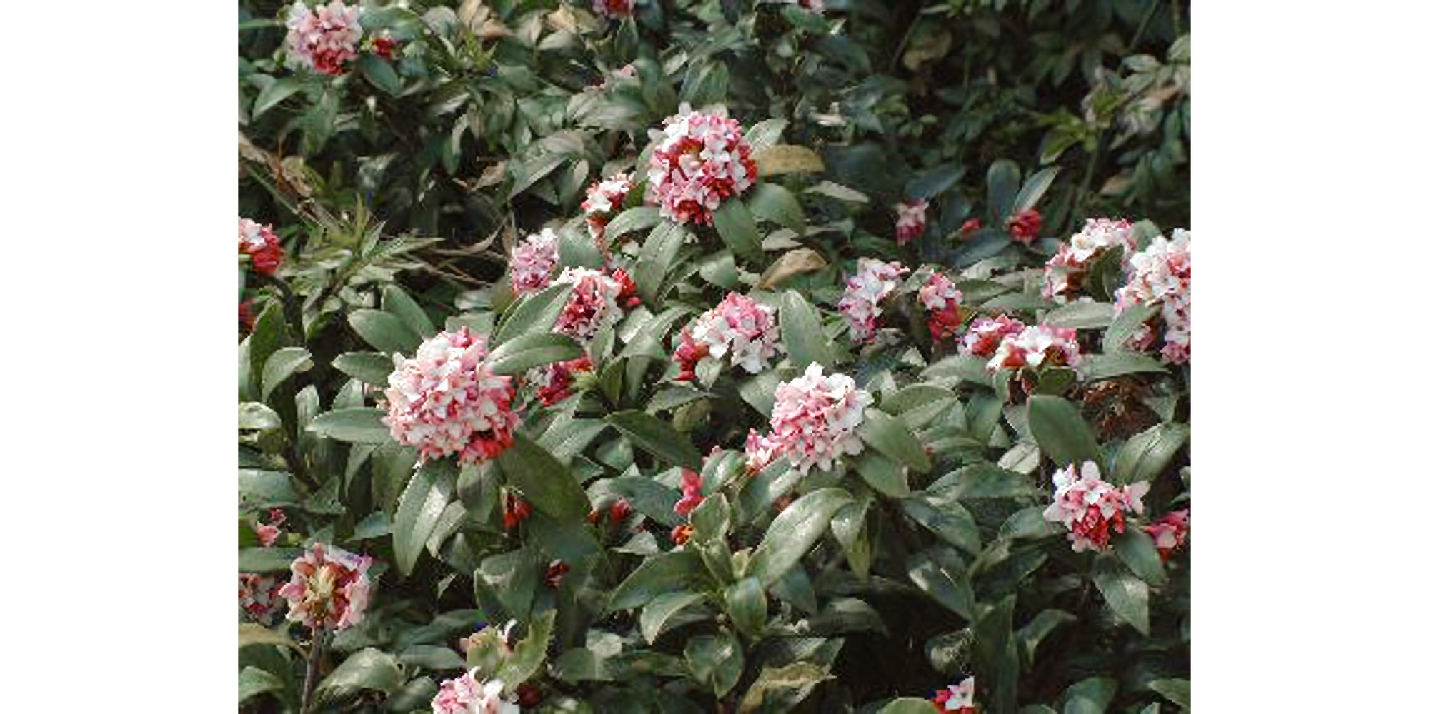 Photo of red and white daphne blossoms on green leaves