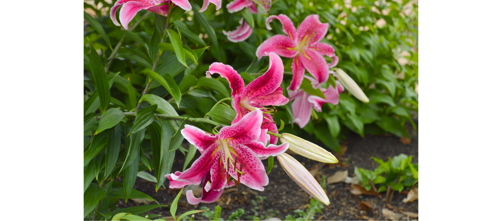 Photo of three red-orange lilies.