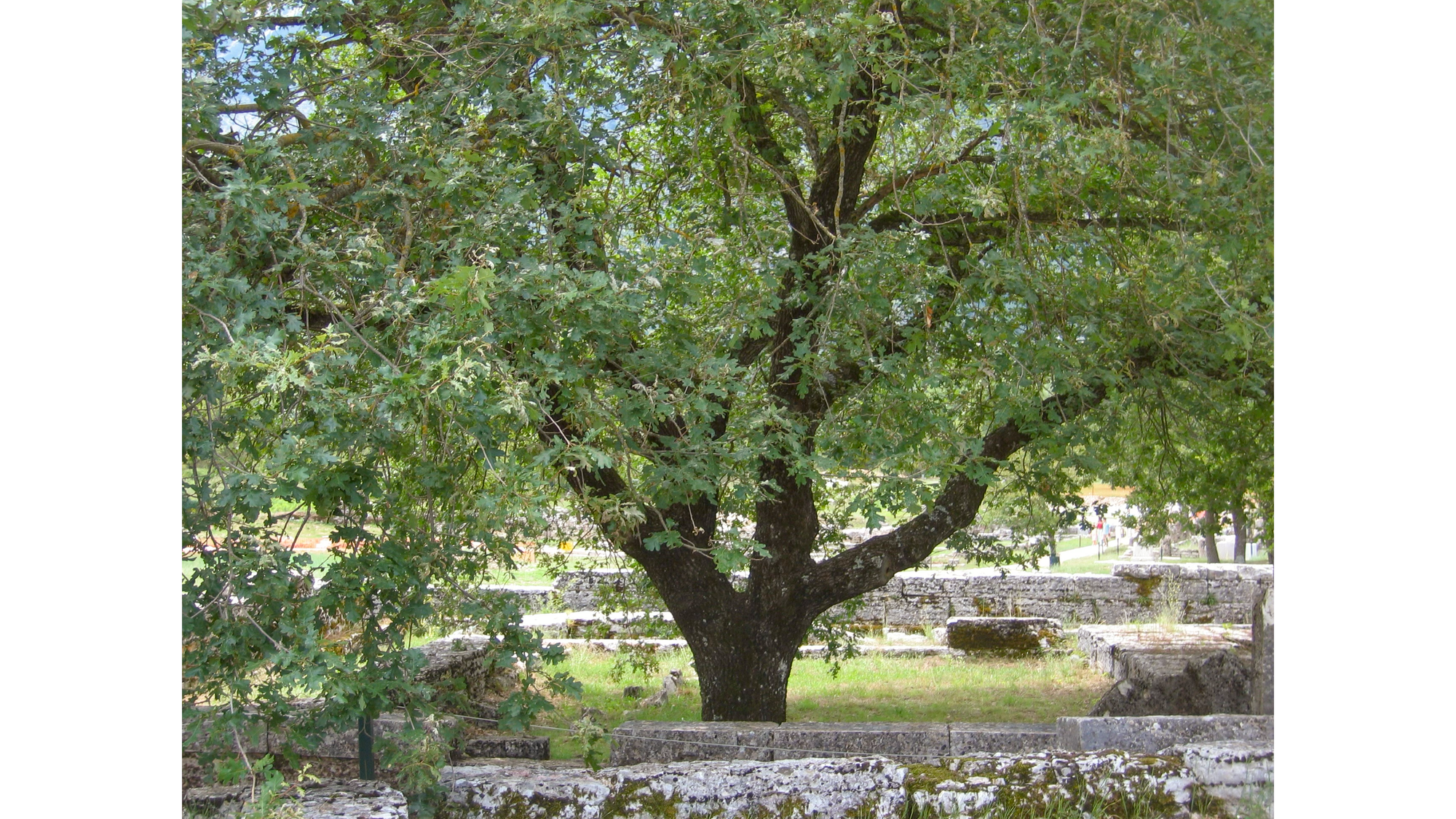 Photo of large oak tree, surrounded by low stone wall