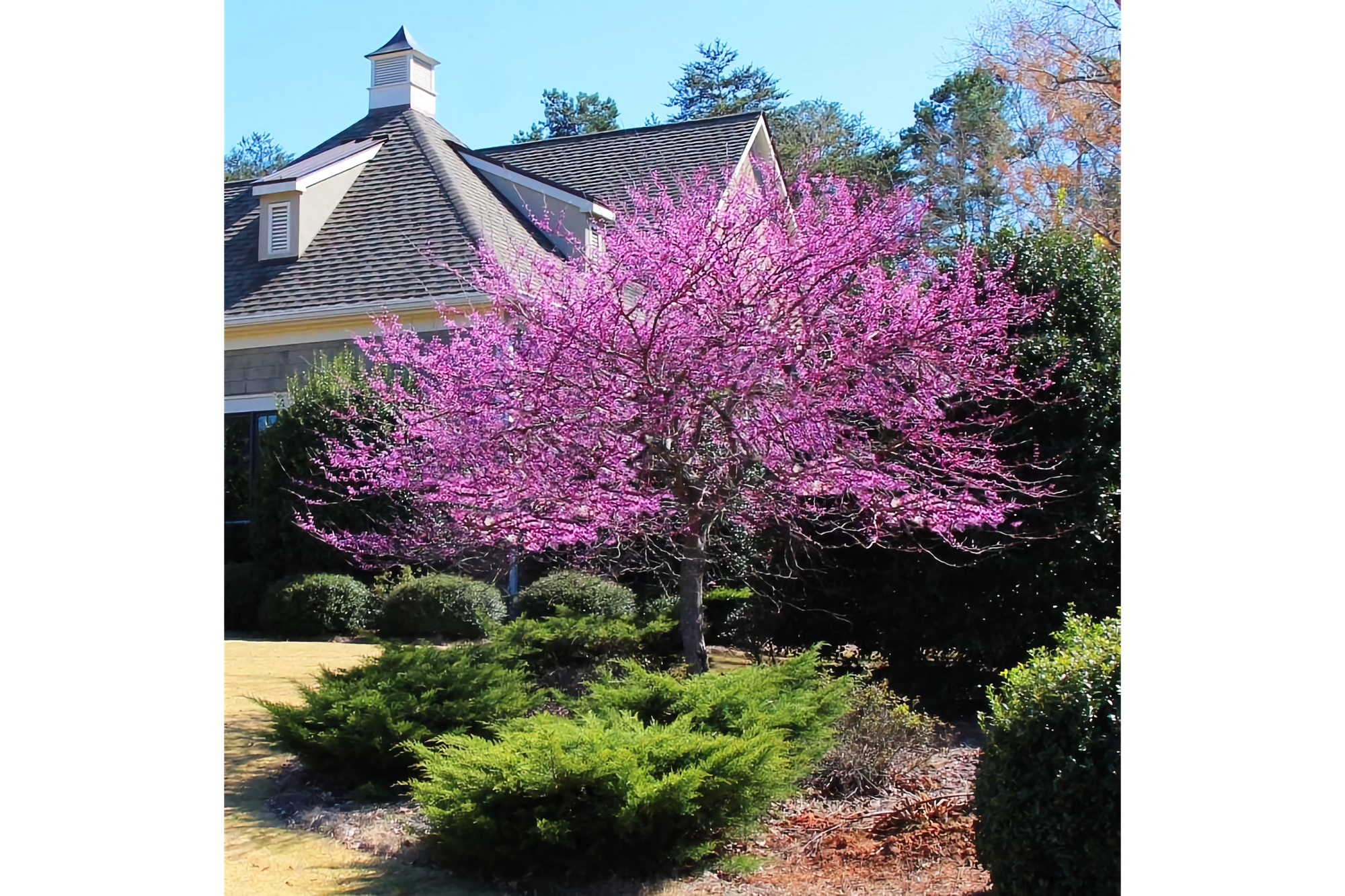 Small tree with brillian mauve blossoms in front of a small house, with low green shrubs in front of it