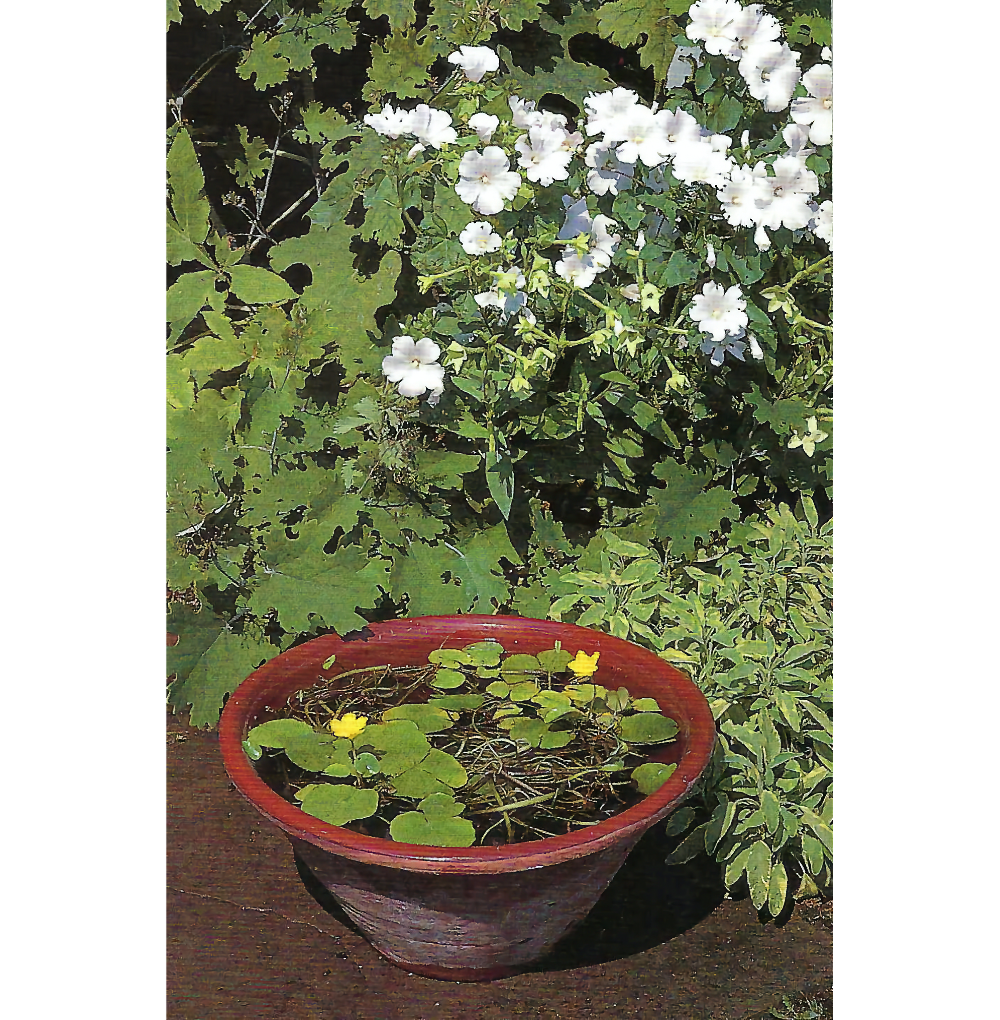 Photo of small brown bowl with water and plants, underneath a green bush with white flowers