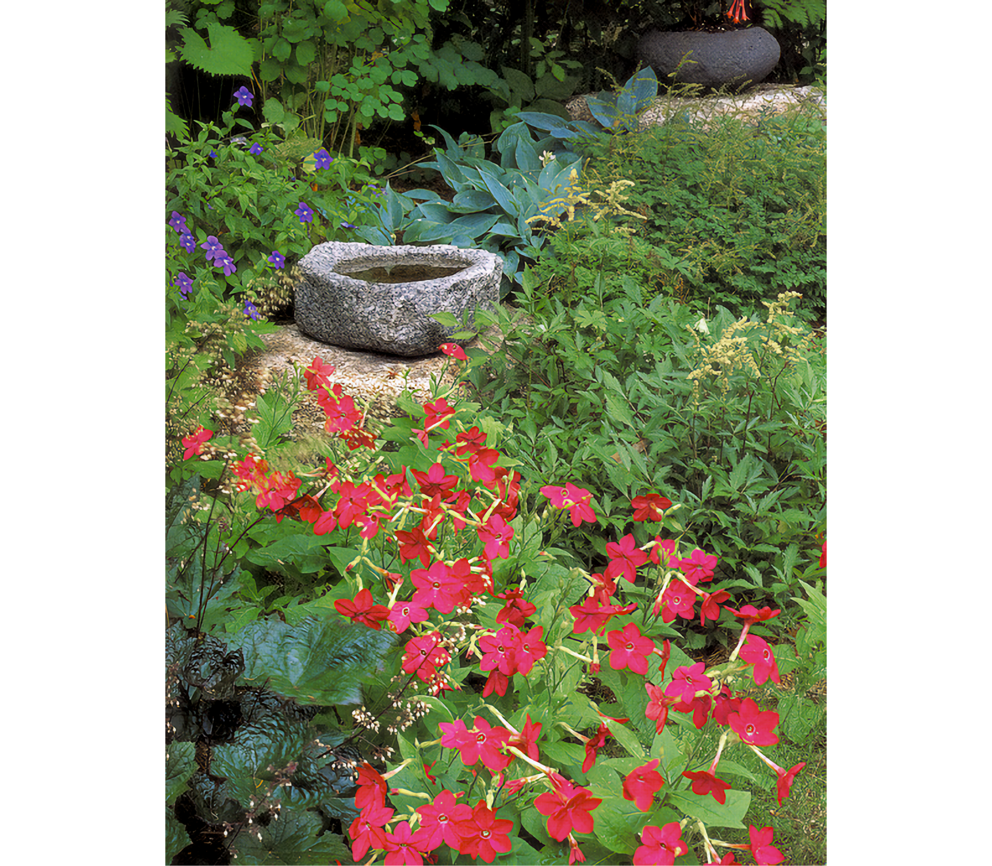 Small stone containing water next to purple flowers and behind red Nicotiana and green plantings