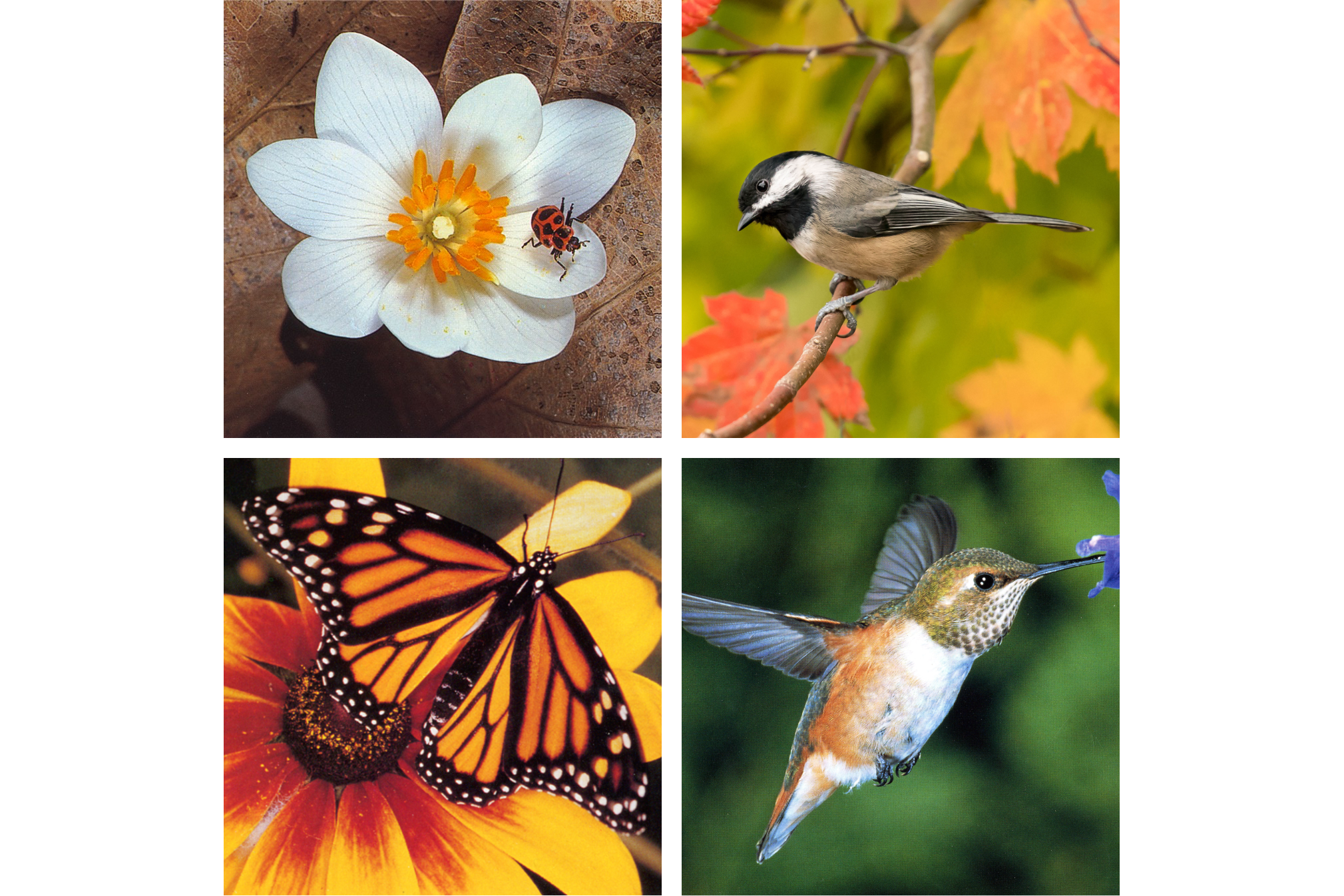 Photo of (clockwise): ladybug on white flower with orange stamen, chickadee on maple branch with red and orange leaves, monarch butterfly on orange and yellow flower, blue-winged humming bird with white chest