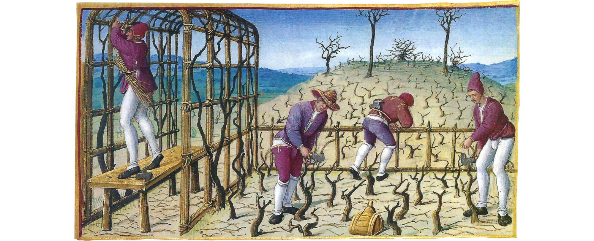 Four workers in purple clothes and white leggings prune bare vines, on a trellis and fence.