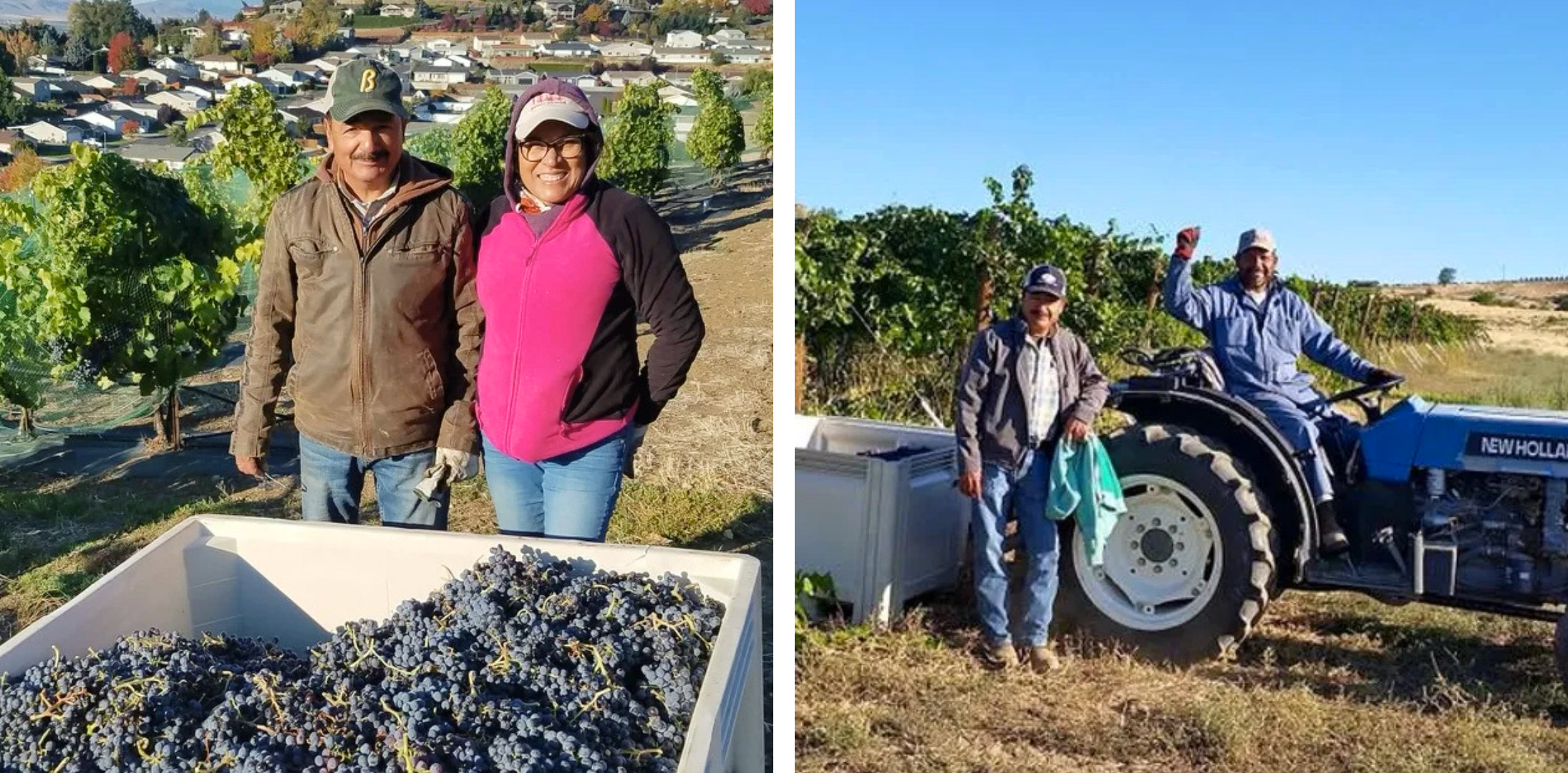 Left photo: man and woman in farm clothing standing behind bin of purple grapes; Right photo: two farmworkers in front of a vine planting, one standing in front of a grape bin, and the other sitting on a blue tractor, waving