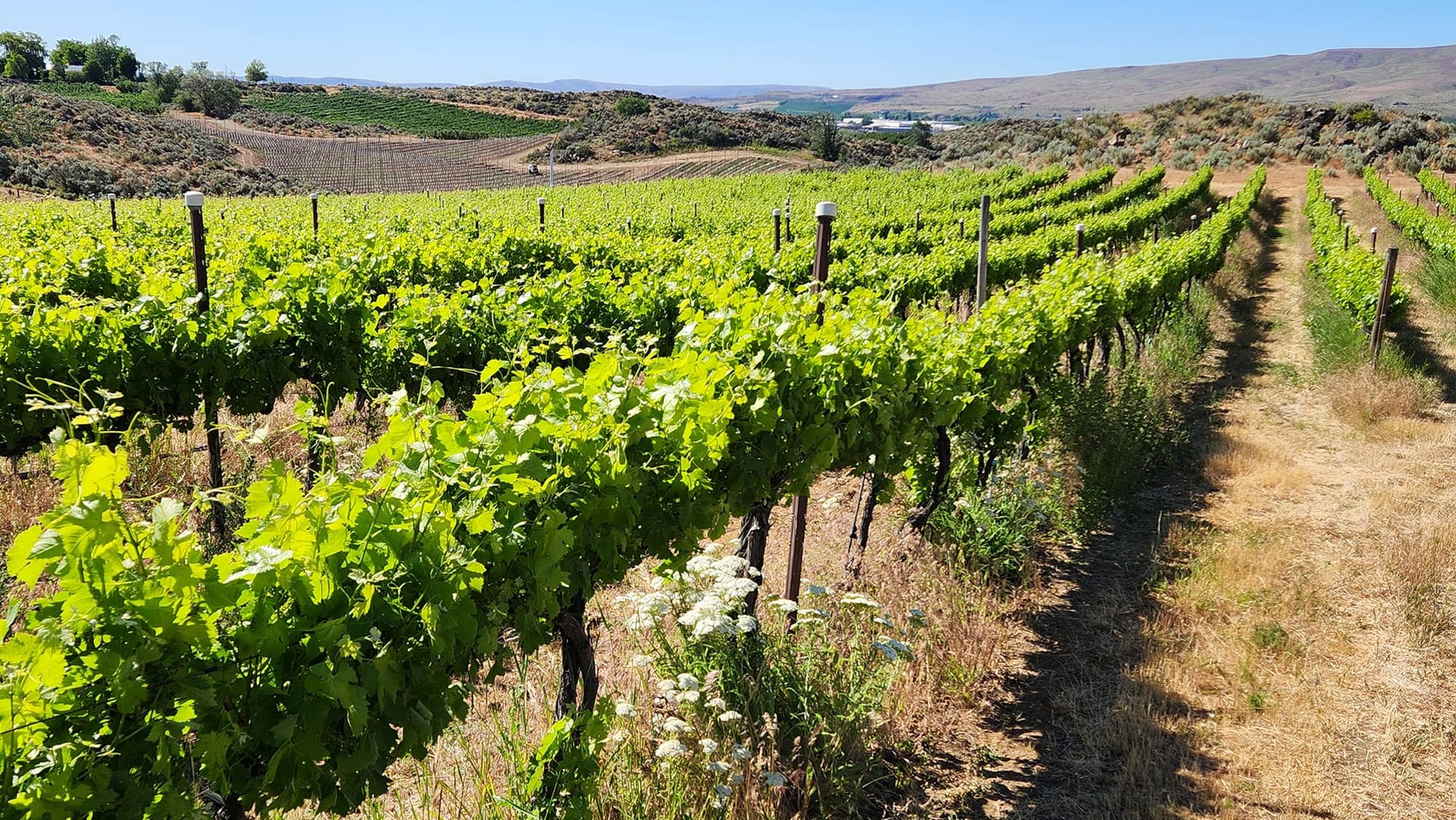 Photo of rows of grapevine plantings, bottom left to upper right, with hills in the distance.