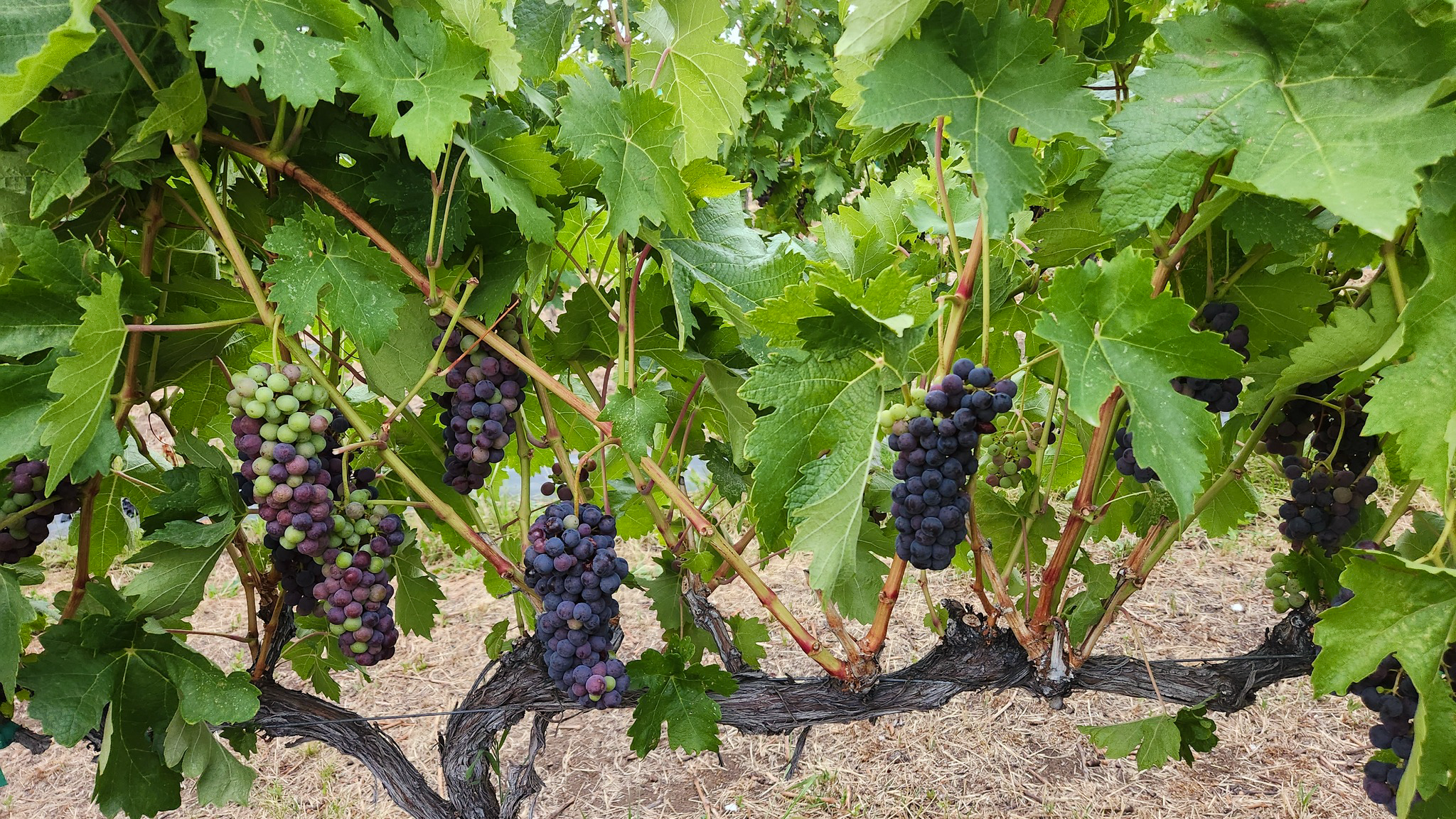 Photo of green grape leaves with purple grapes hanging from their branches.