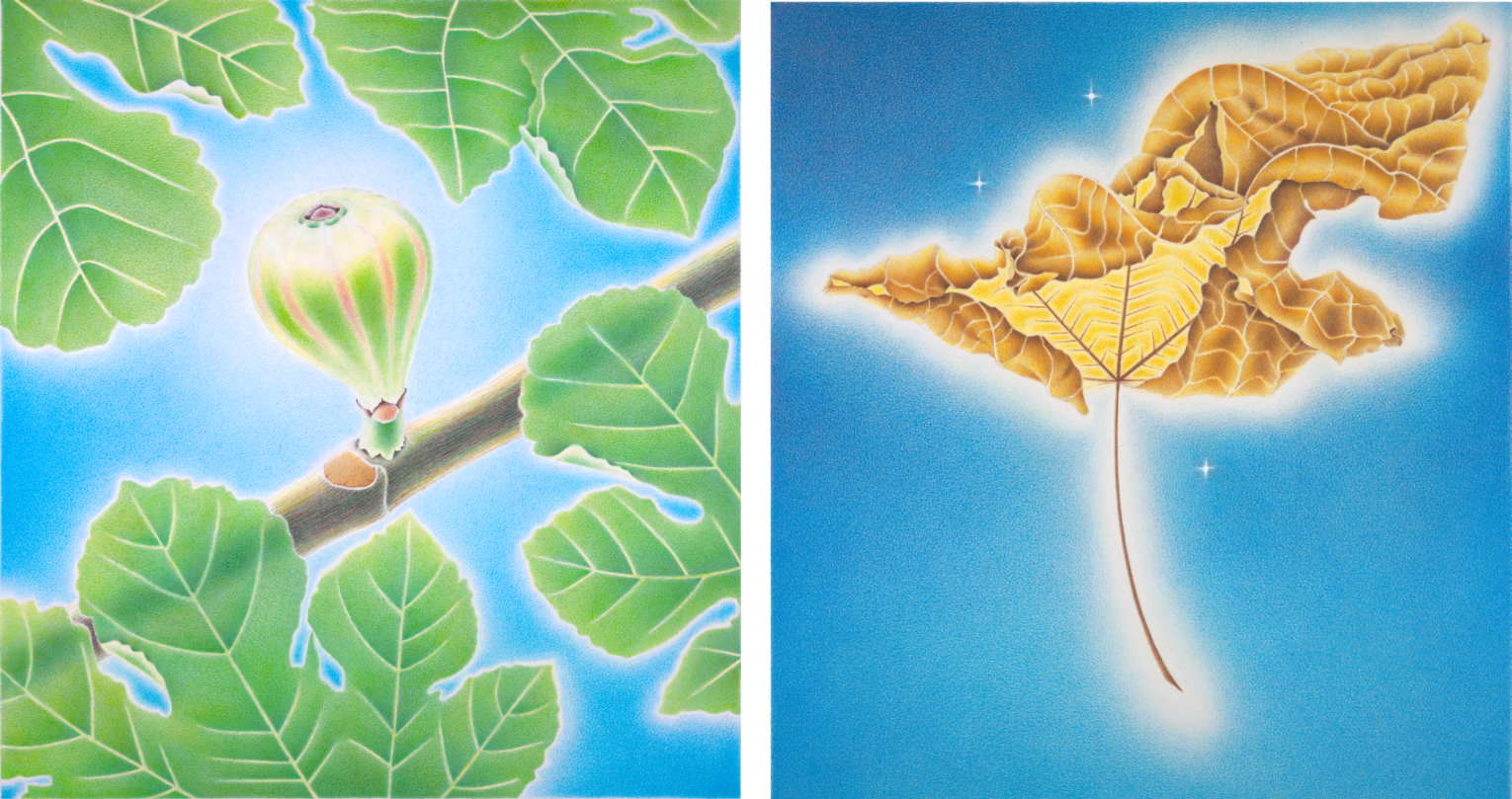 (left) Image of painting of green and red-sriped fig on diagonal brown branch surrounded by green fig leaves; (right) Image of painting of curled brown fig leaf with 3 small stars against a blue background