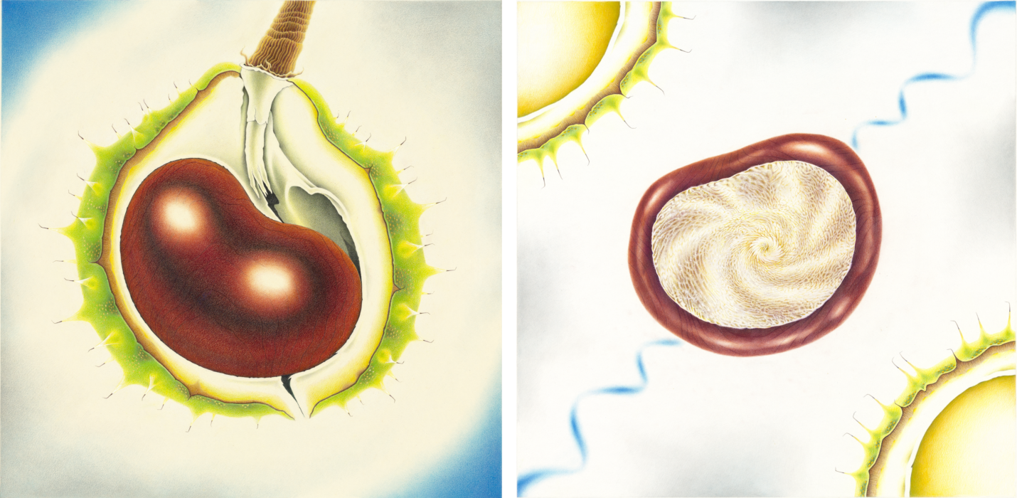 (left) Image of cutaway of chestnut inside husk, against a white an blue background; (right) Image of painting of underside of chestnut showing spiral galaxy pattern, again a white backgroun, with a blue spirl ribbon from lower left to top right, and portions of chestnut husk in the opposite corners