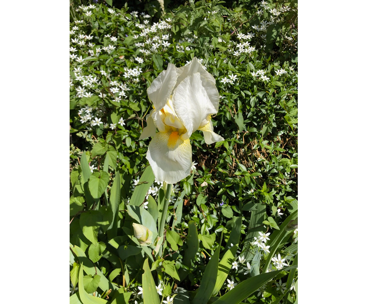 Photo of white iris with yellow-orange interior against background of green plants and small white flowers