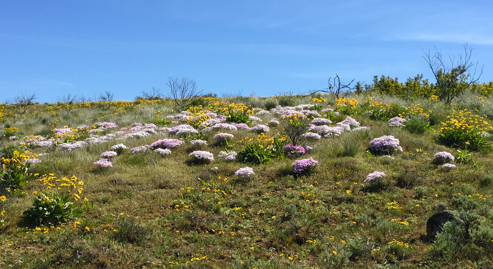 Photo of pink-purple small flowering phlox and yellow balsamroot plants on steppe grassland